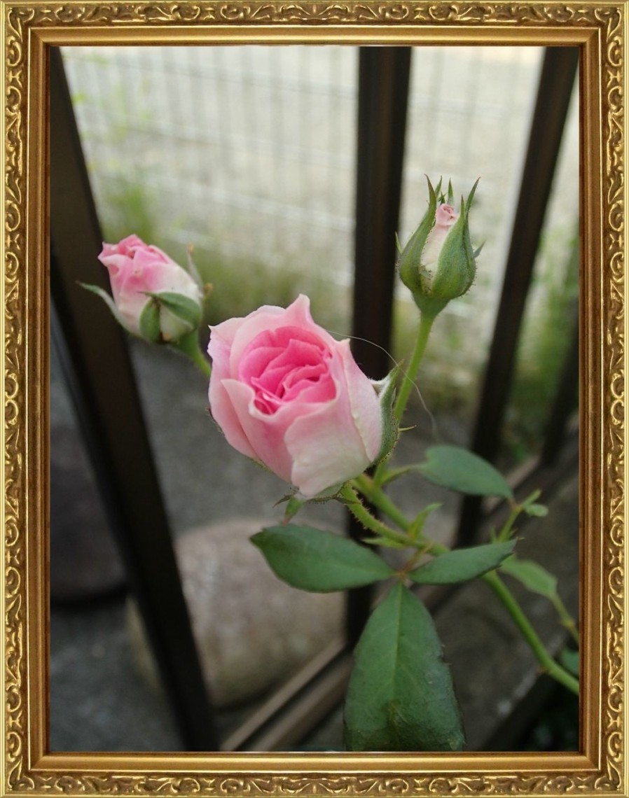 バラの1年を振り返って No 71 つるミミエデン No 72 ジュリア つるバラの誘引 薔薇の香りに誘われて