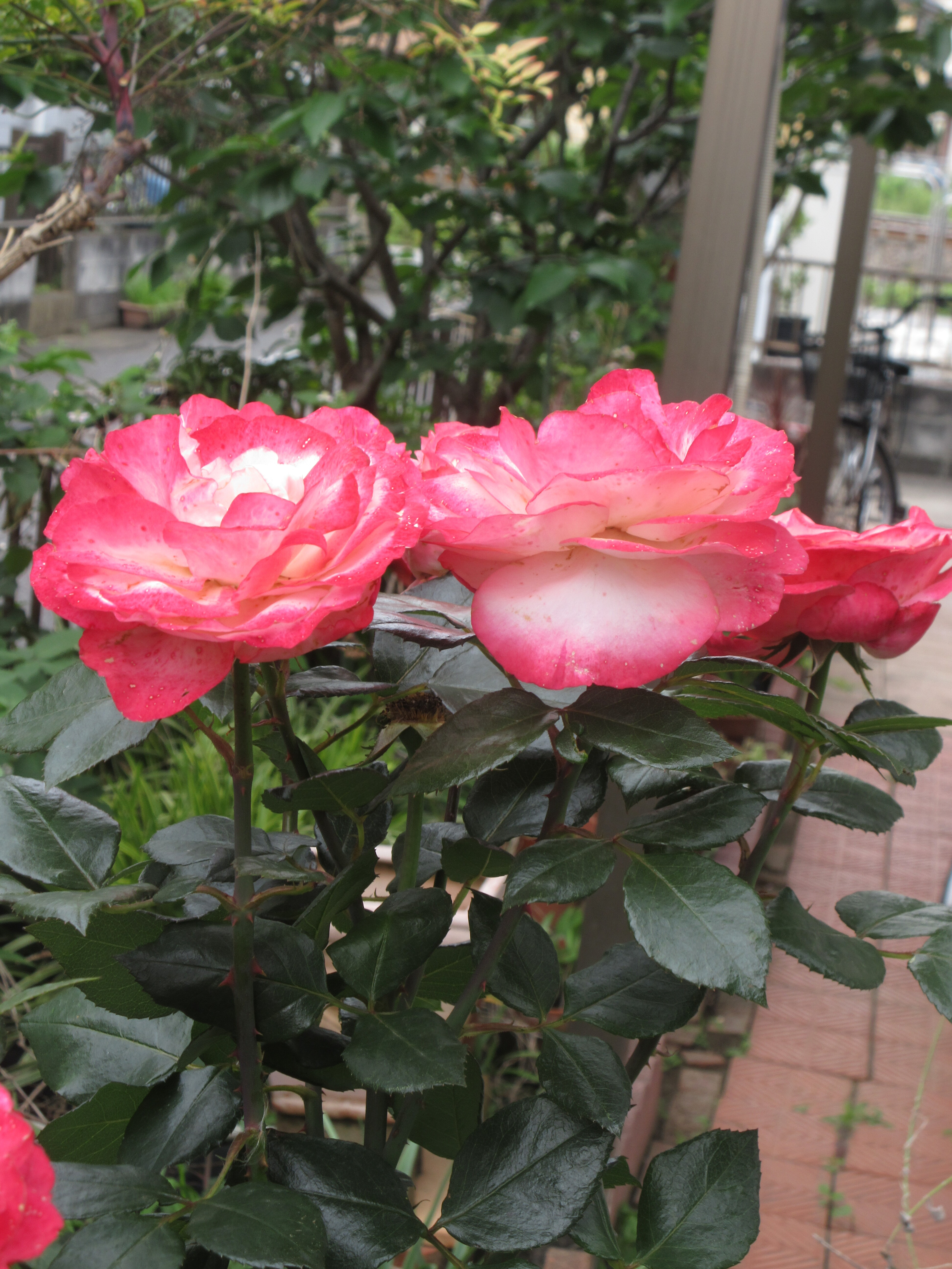 初開花 No 74 アレトゥーサ 薔薇の管理の動画 花がら摘みと花後の切り戻し 薔薇の香りに誘われて