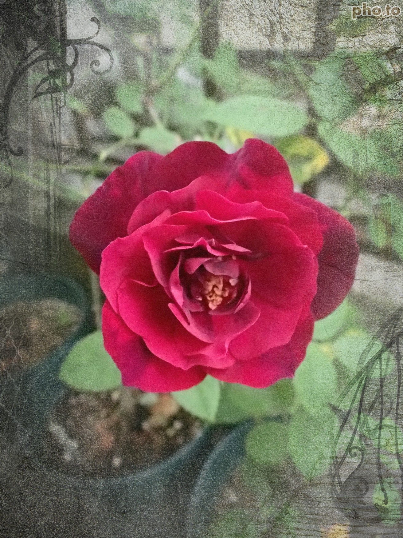 深紅のオールドが開花 フランシス デュブリュイとルイ14世 薔薇の香りに誘われて 深紅のオールドが開花 フランシス デュブリュイとルイ14世 薔薇の香りに誘われて