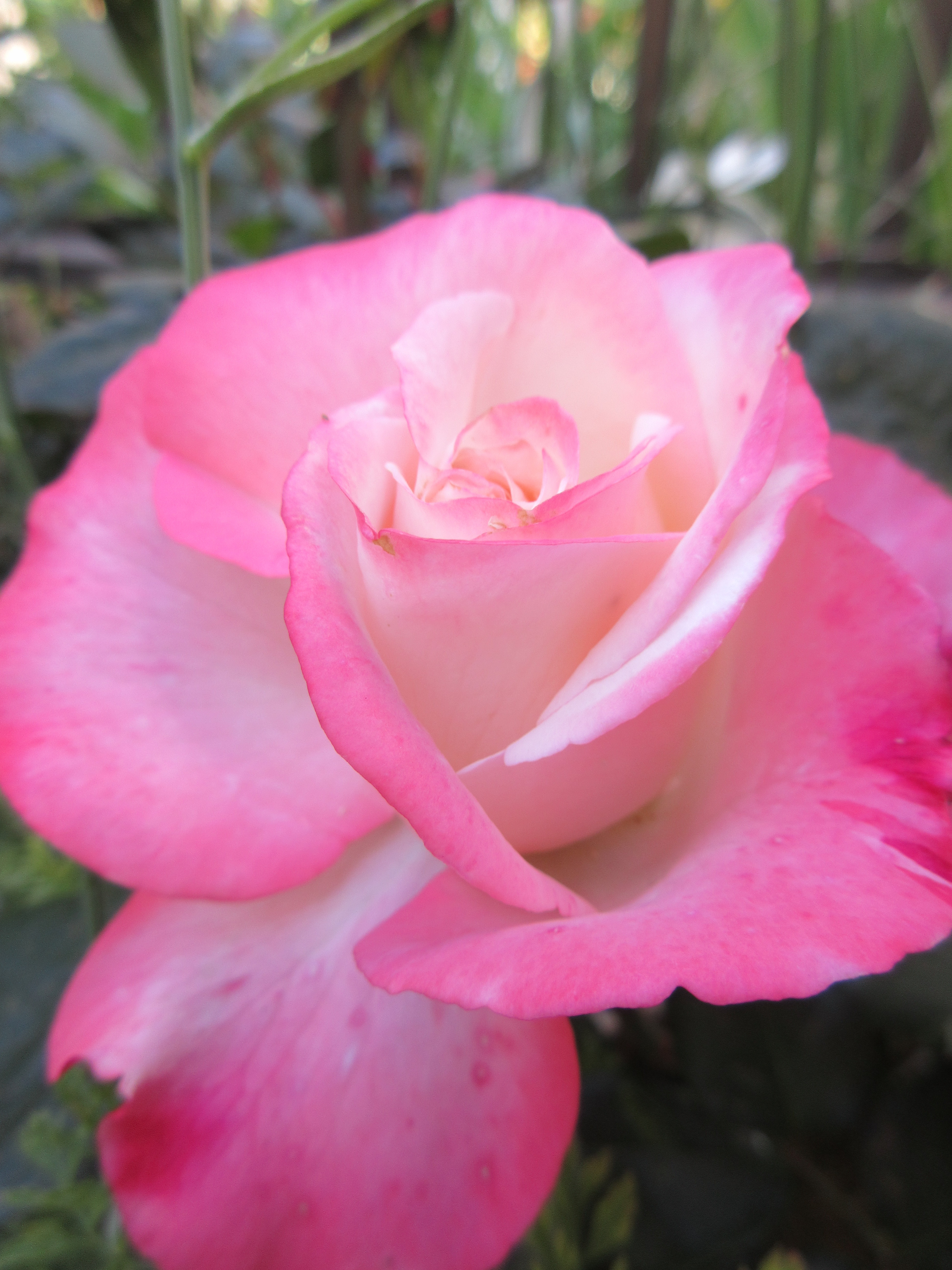 疲れたので簡単に 前半に咲いたバラ No 30 ノスタルジー 薔薇の香りに誘われて
