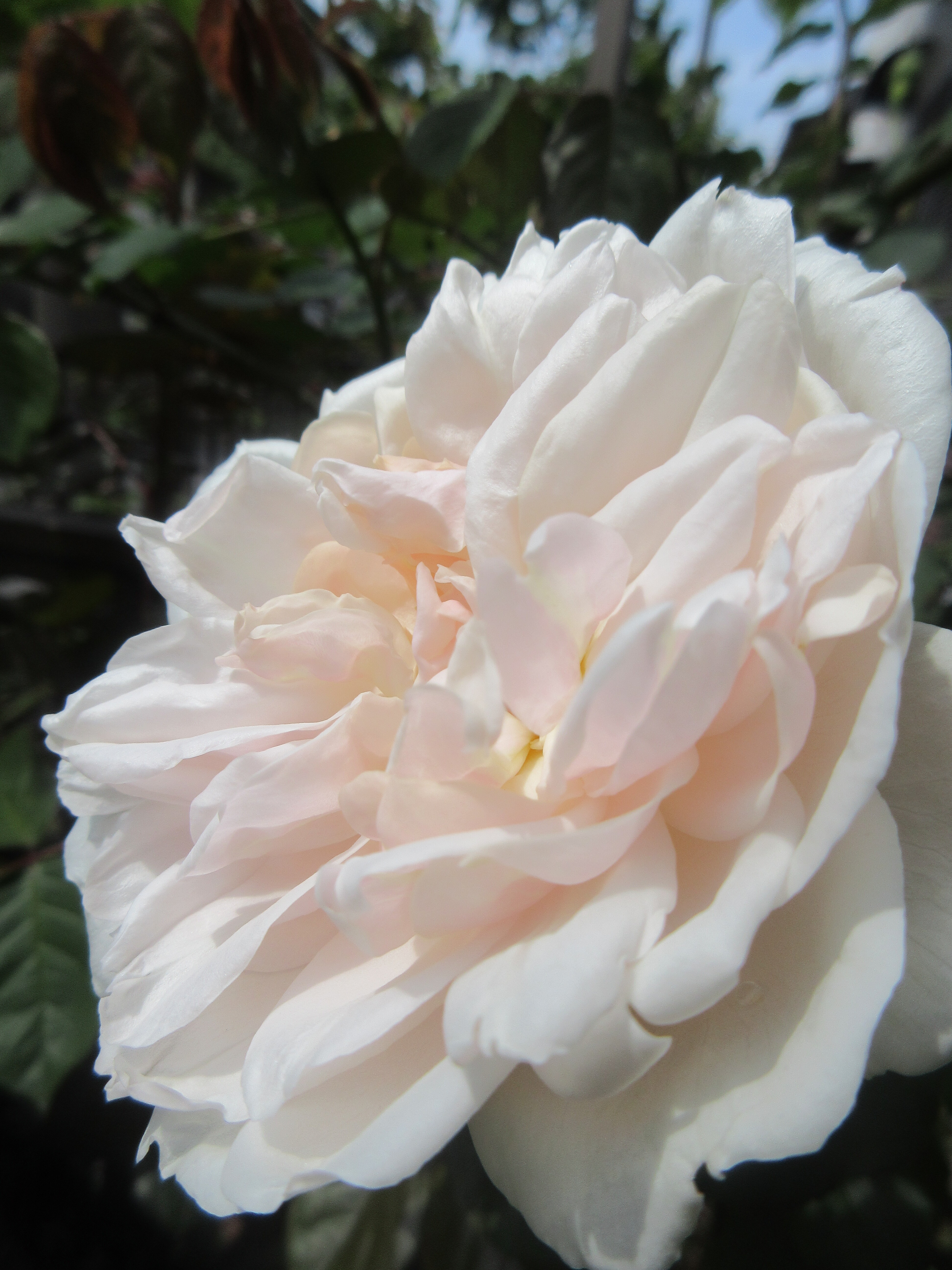 バラの開花2番目 マダム アルフレッド キャリエール つるバラの様子 花色を見せるバラ バラの蕾no 69 72 薔薇の香りに誘われて バラの開花2番目 マダム アルフレッド キャリエール つるバラの様子 花色を見せるバラ バラの蕾no 69 72 薔薇の香りに誘われて