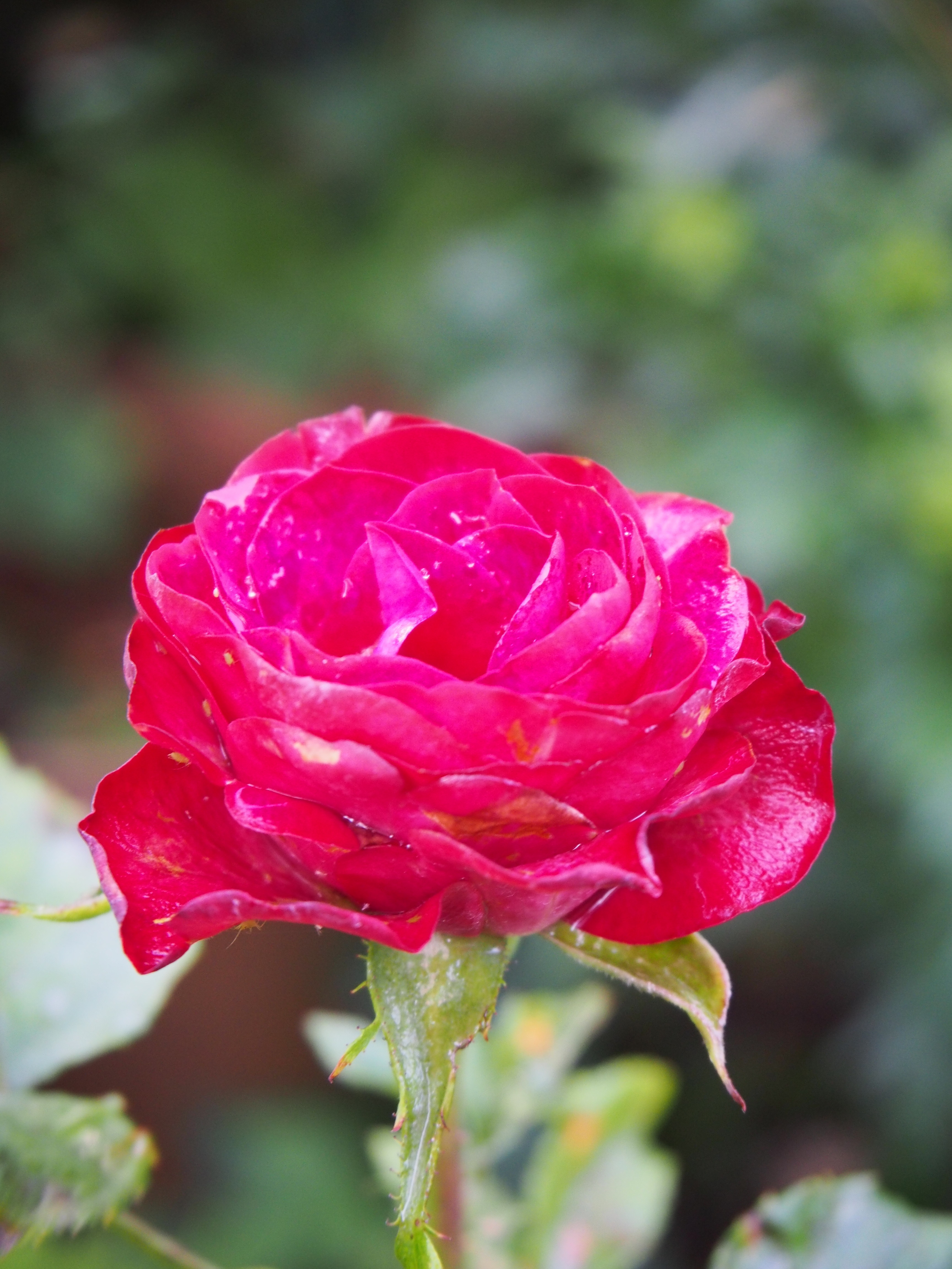 まだ綺麗に咲き続ける挿し木の切り花 ベーサルシュートのピンチ 薔薇の香りに誘われて