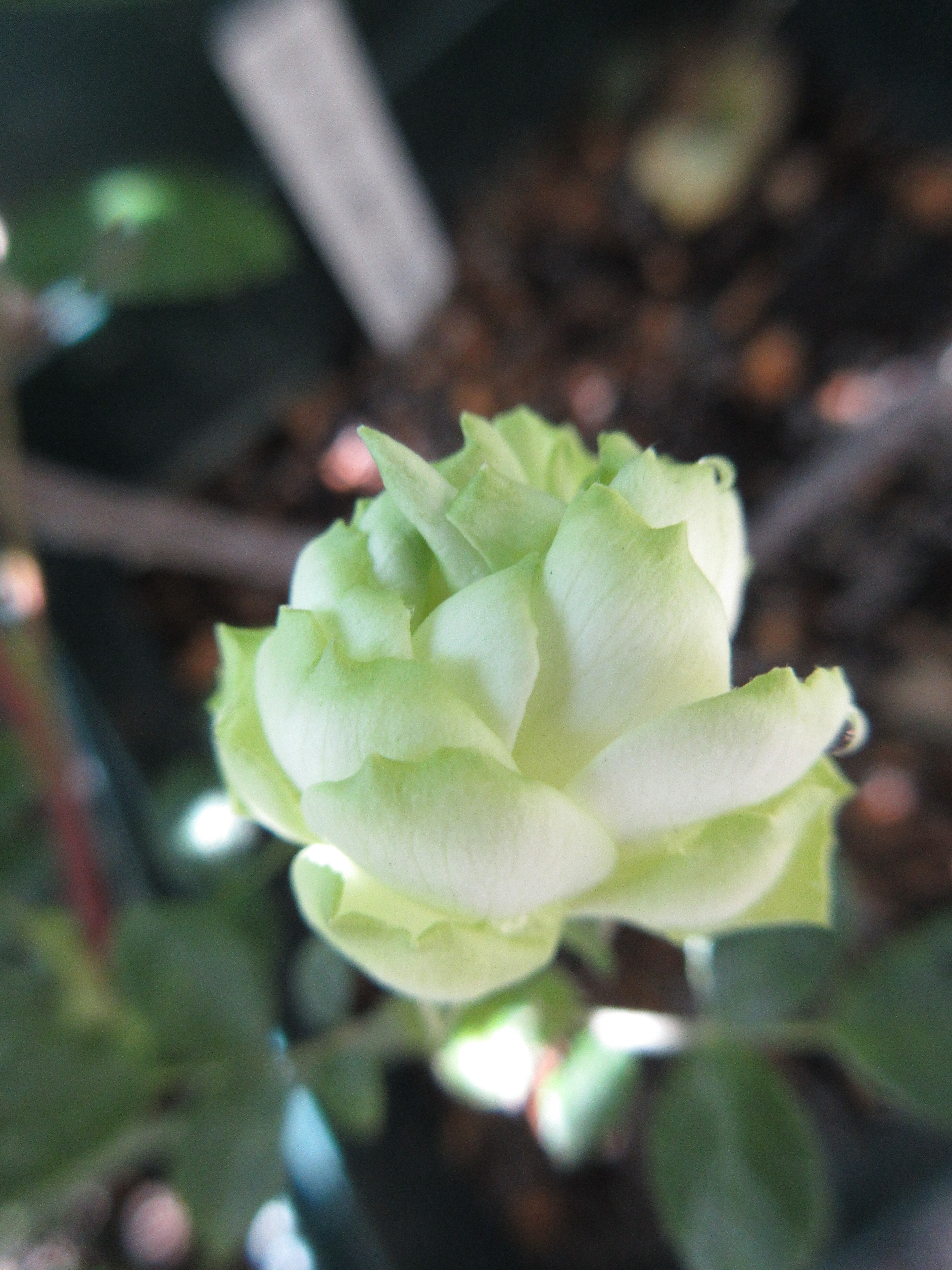 切り花のバラの挿し木 バラの蕾 赤いお花たち 薔薇の香りに誘われて 切り花のバラの挿し木 バラの蕾 赤いお花たち 薔薇の香りに誘われて