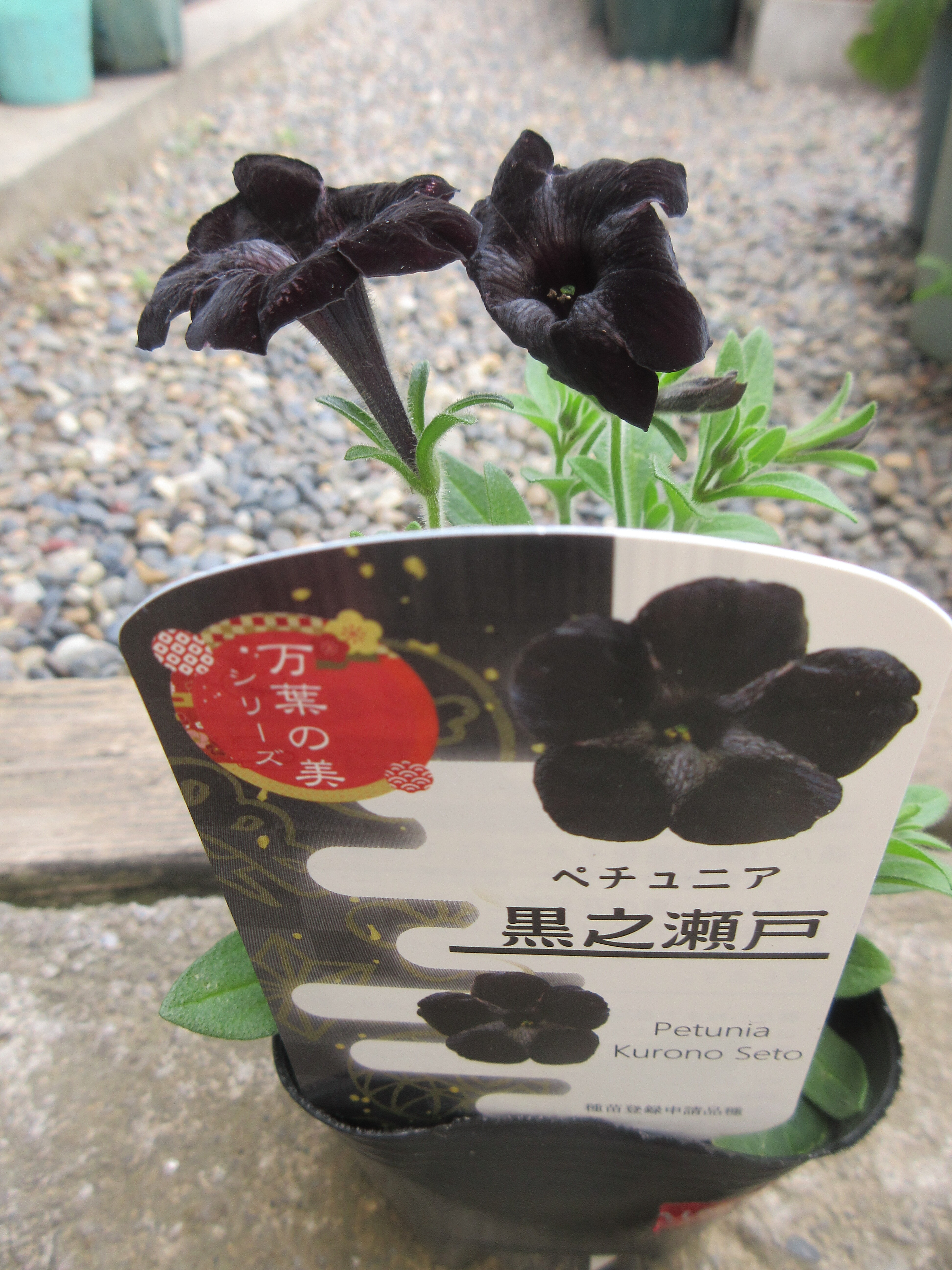 真っ黒なペチュニア お花たち バラの蕾no 26 29 薔薇の香りに誘われて