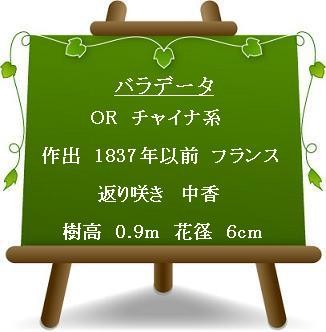 No 4の開花 エルモサ No 5の開花 エーデルワイス 花びらがほころんで 薔薇の香りに誘われて No 4の開花 エルモサ No 5の開花 エーデルワイス 花びらがほころんで 薔薇の香りに誘われて
