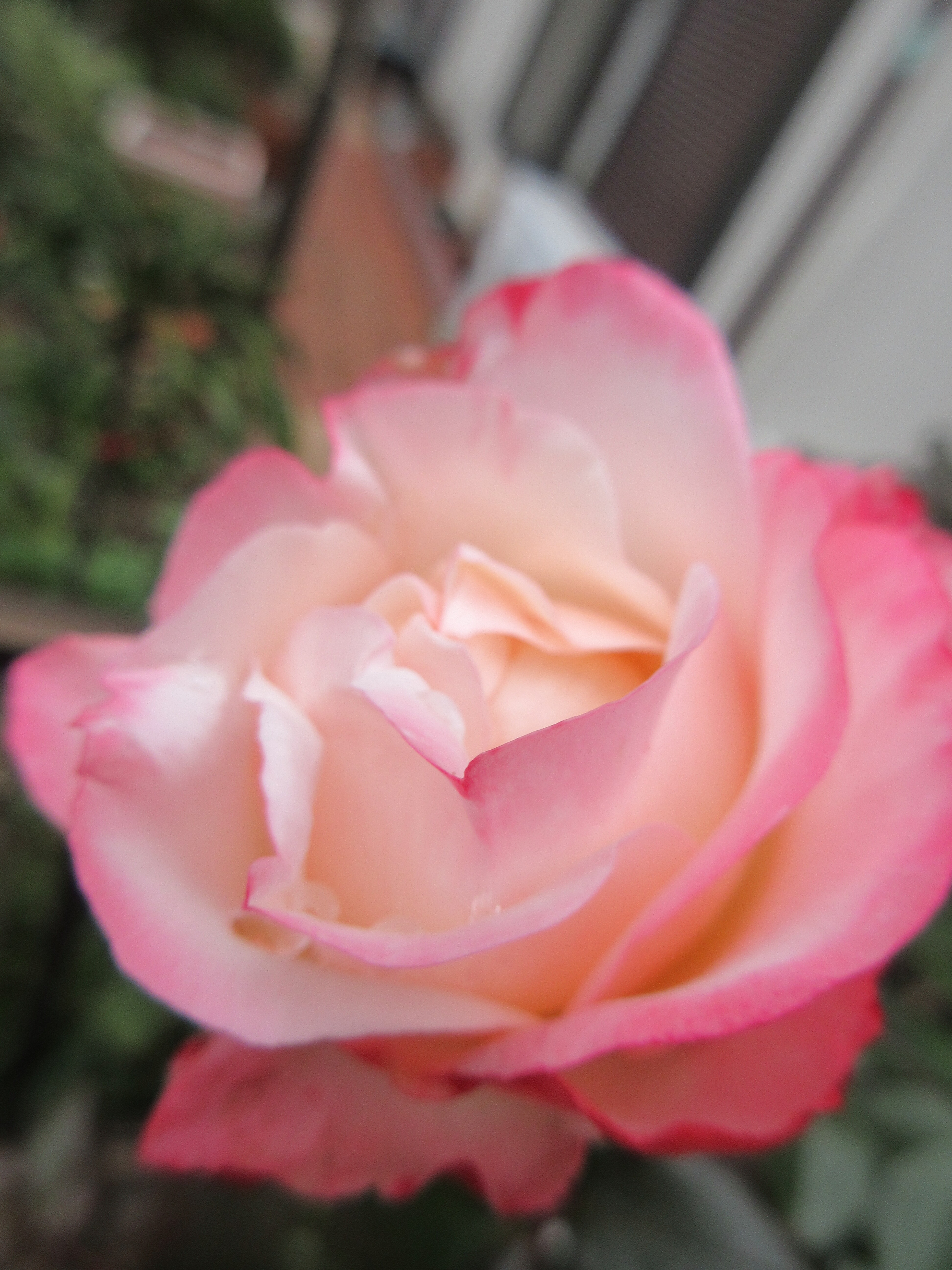 咲き始めたバラ イブ ピアッチェとピンクキャット 今年枯れたバラ 薔薇の香りに誘われて