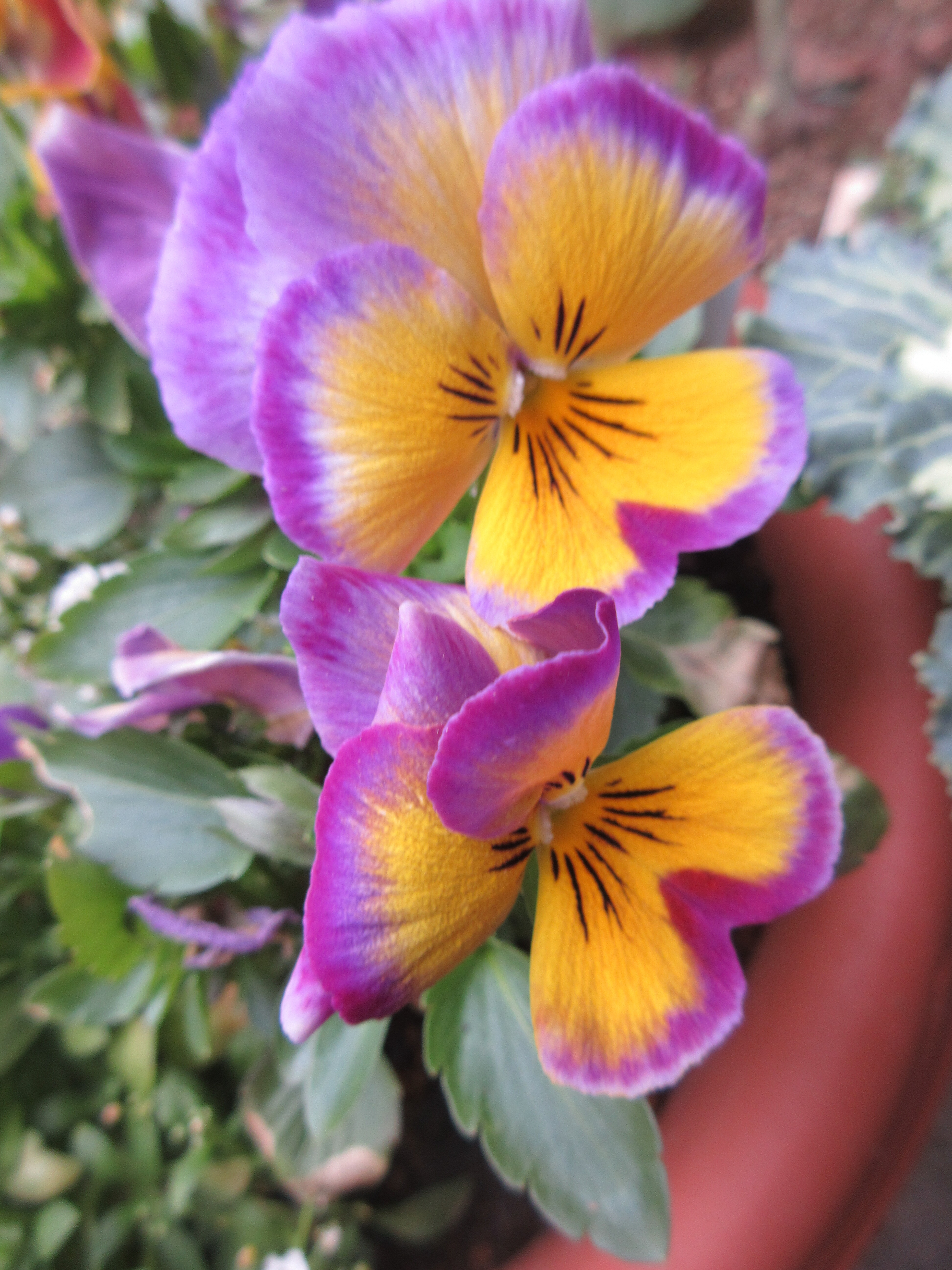 ガーデンシクラメン バラの1年を振り返って 野生種 不思議な話 薔薇の香りに誘われて