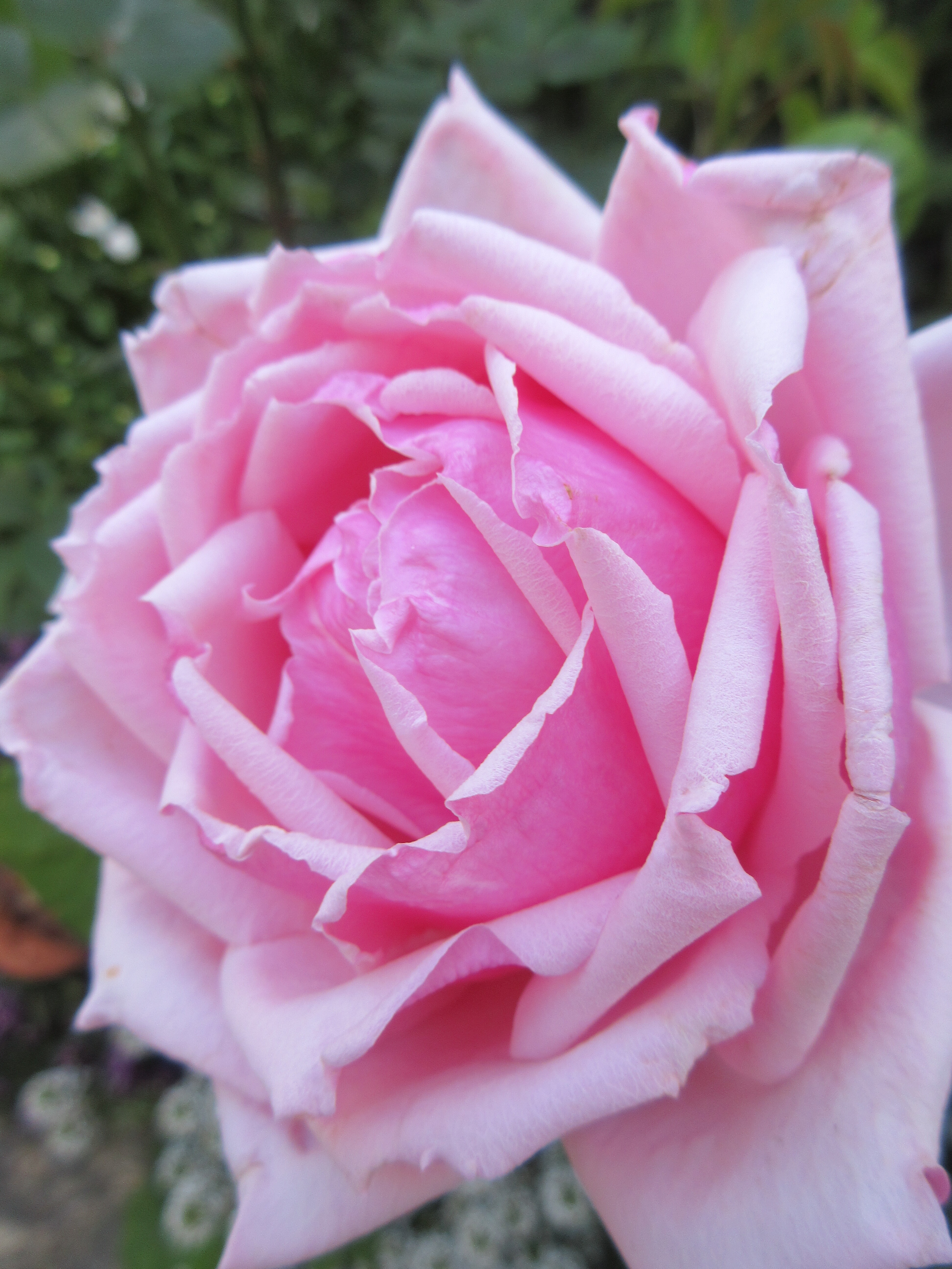 今日咲いたバラ2品種 つるバラの様子 お名前がわからないお花 薔薇の香りに誘われて