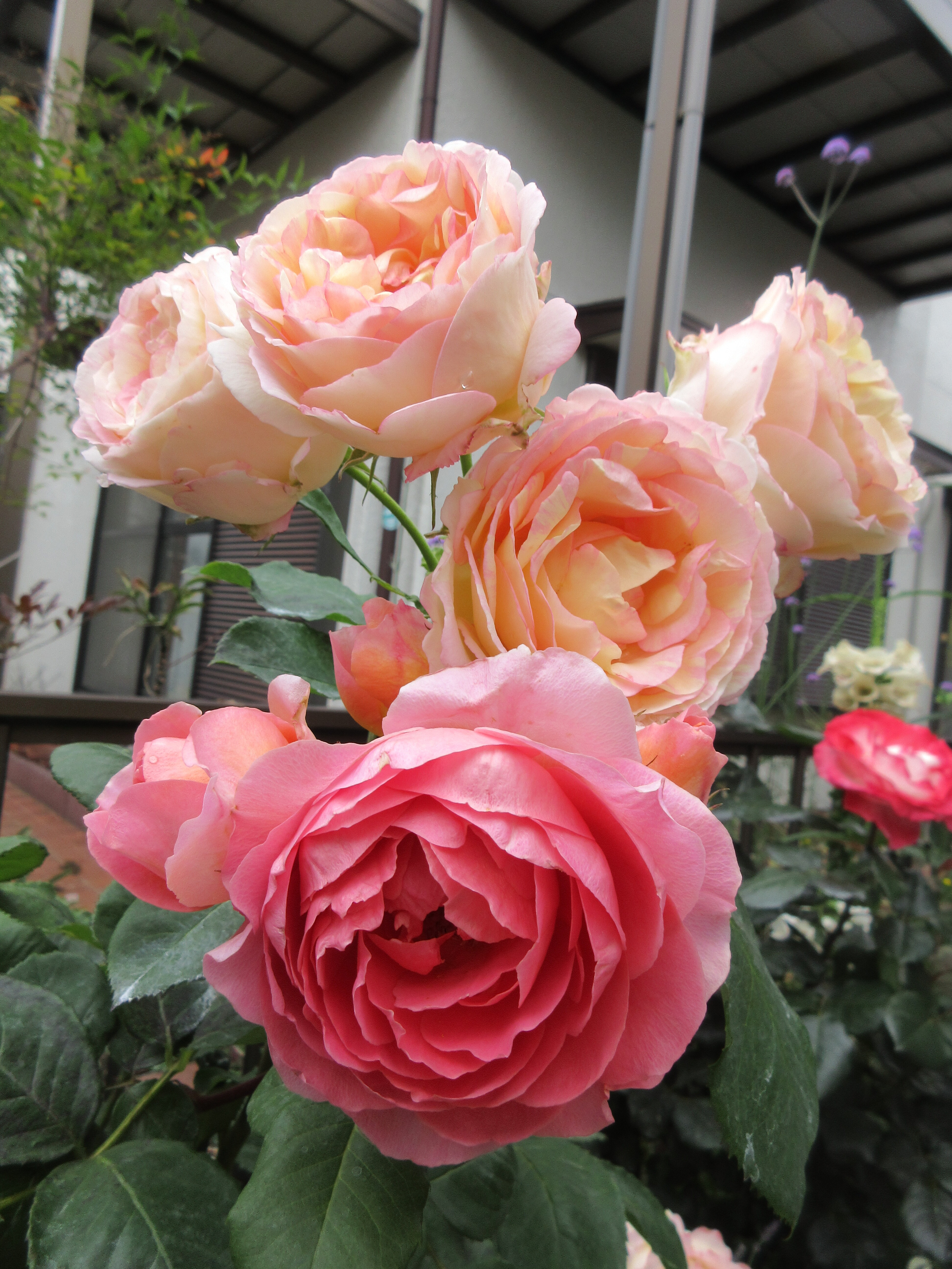 いいコラボをするバラ 今日開花したのはヘンリー ハドソン 薔薇の香りに誘われて
