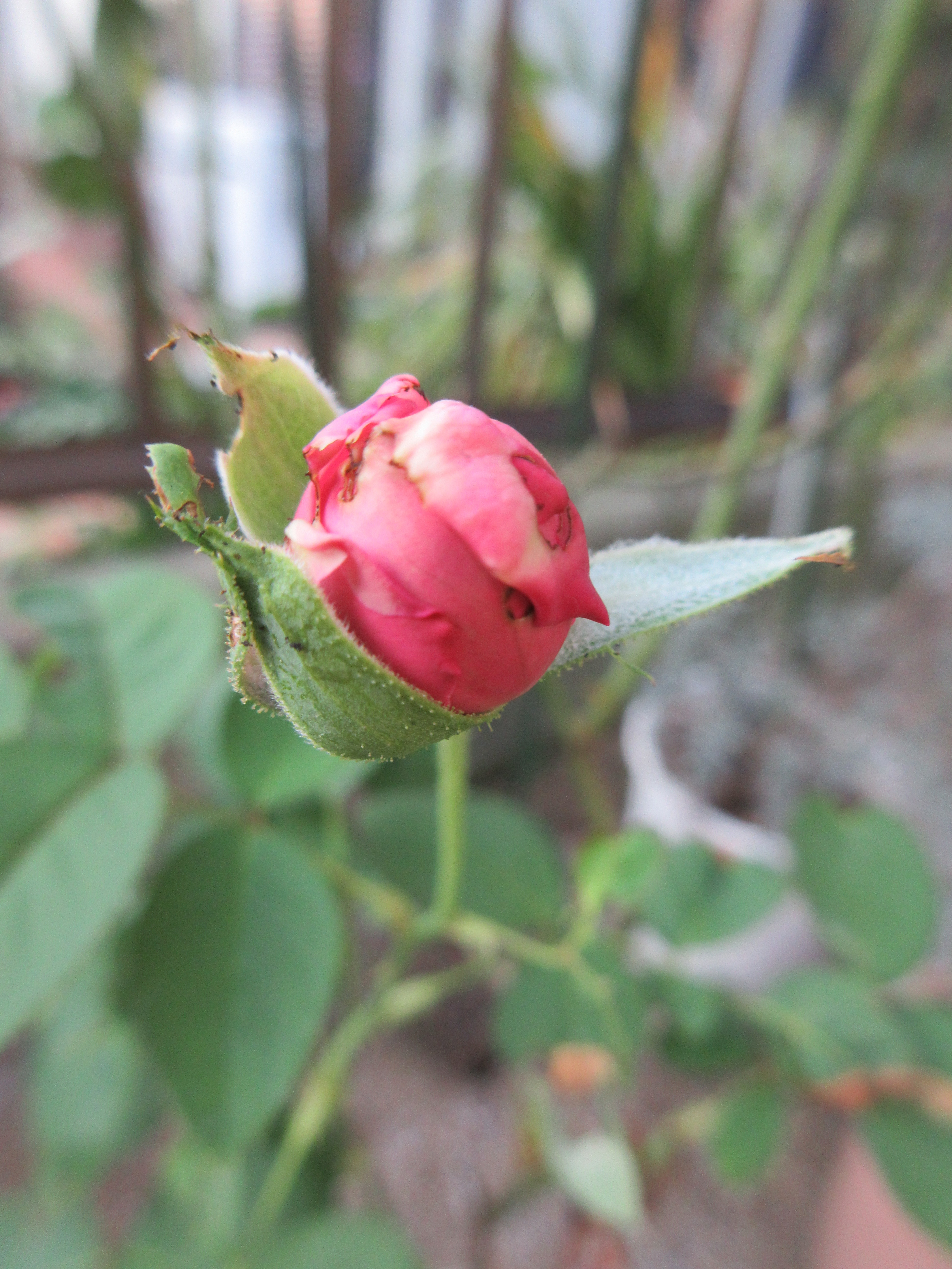 バラの蕾にワクワク 花友さんからプレゼント No 19 セント スウィザン 薔薇の香りに誘われて バラの蕾にワクワク 花友さんからプレゼント No 19 セント スウィザン 薔薇の香りに誘われて