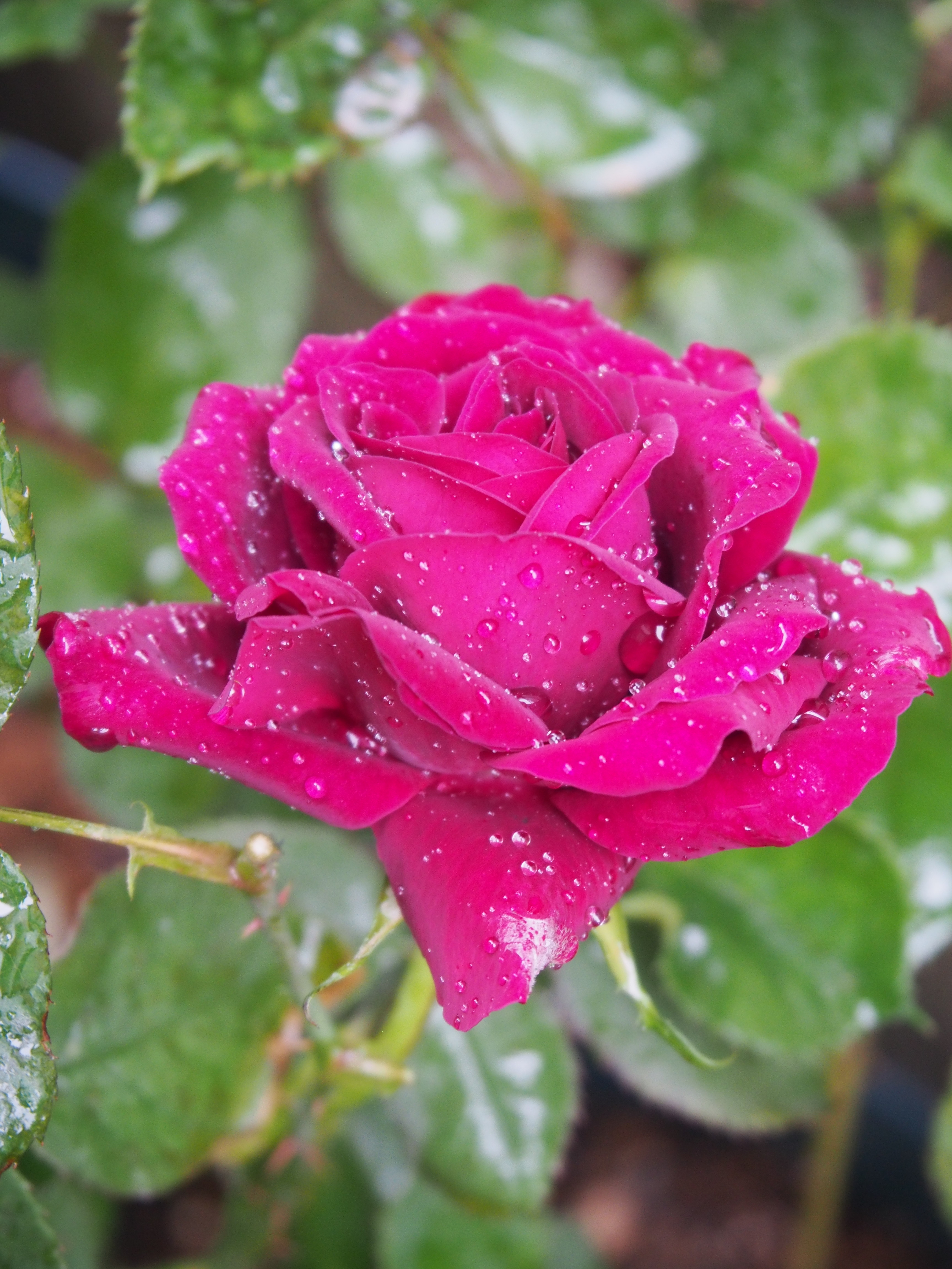 もうすぐ開花です バラ物語 ルイ14世 薔薇の香りに誘われて