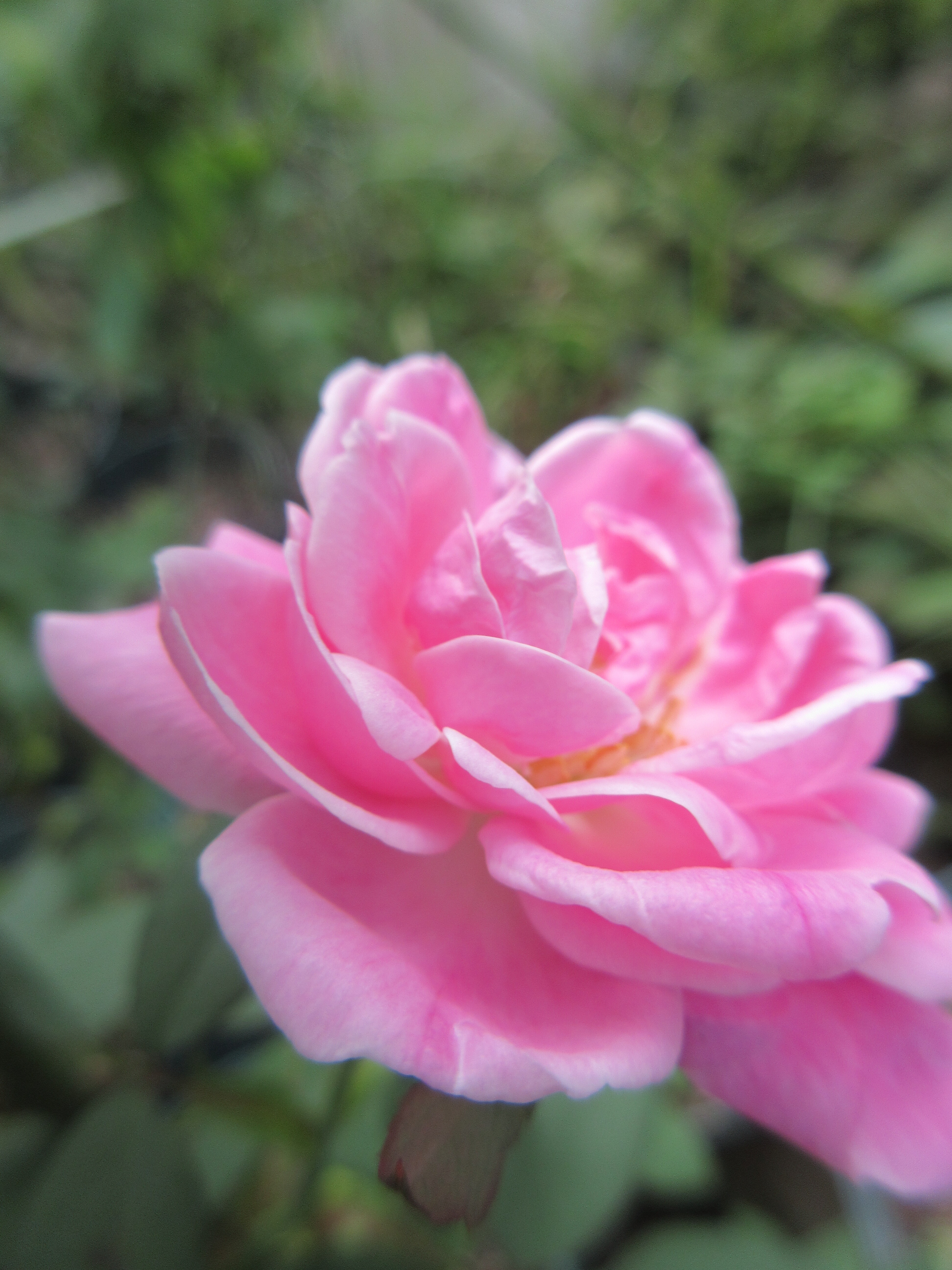 エルモサとノスタルジー 今日の一句 薔薇の香りに誘われて