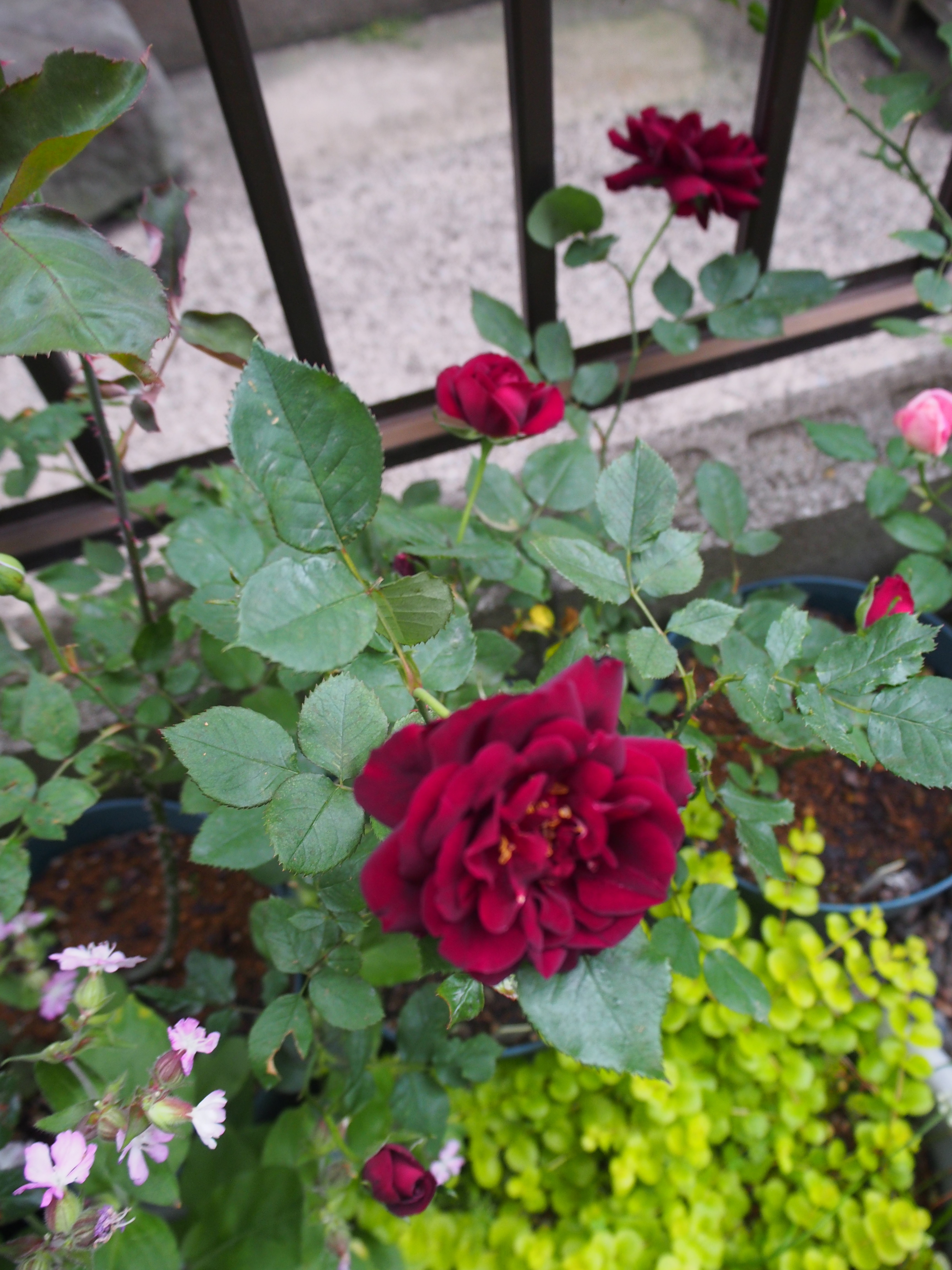 もうすぐ開花です バラ物語 ルイ14世 薔薇の香りに誘われて