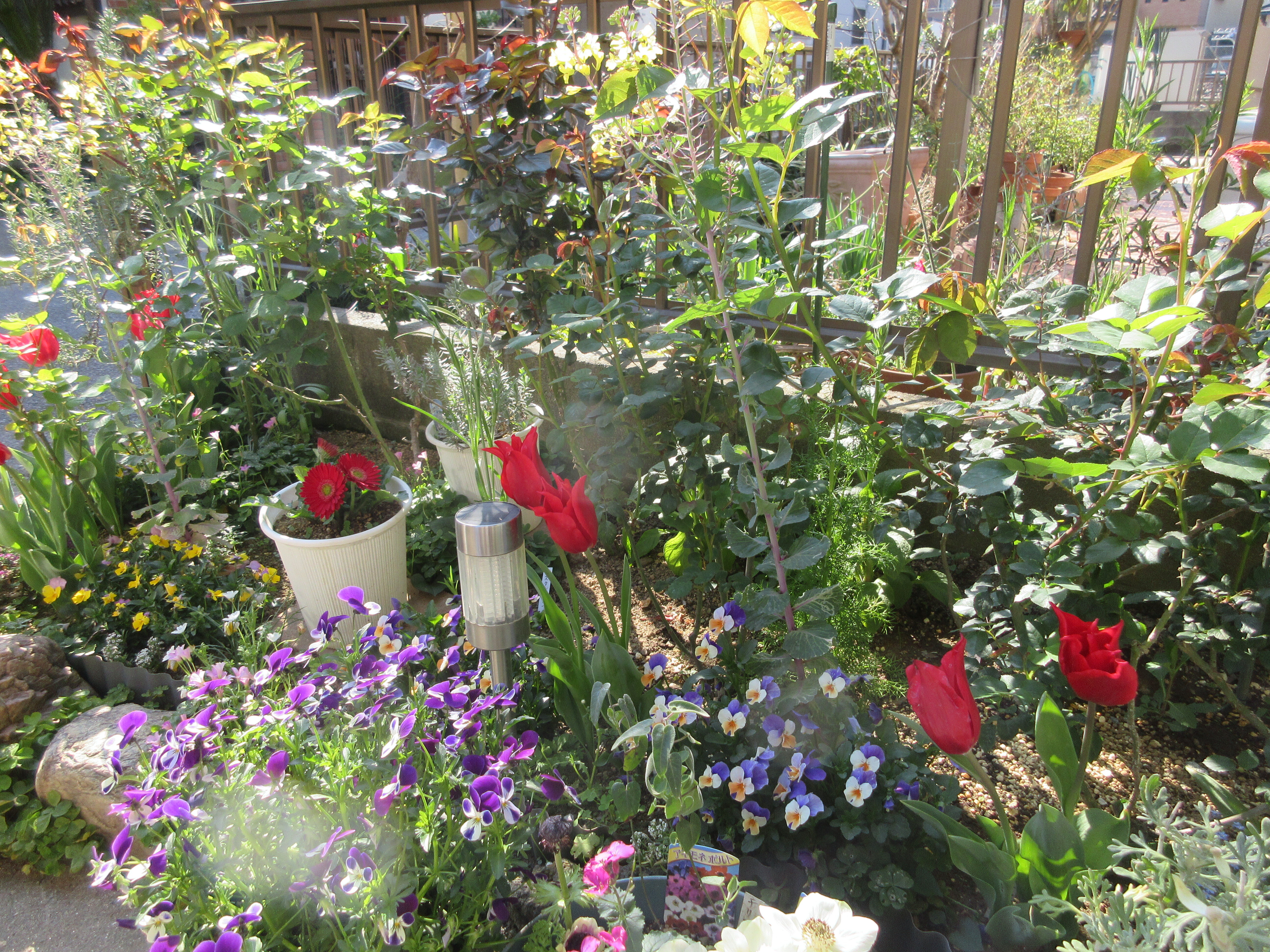 元気なお花たちと楽しみなお花たち バラの蕾たち 薔薇の香りに誘われて