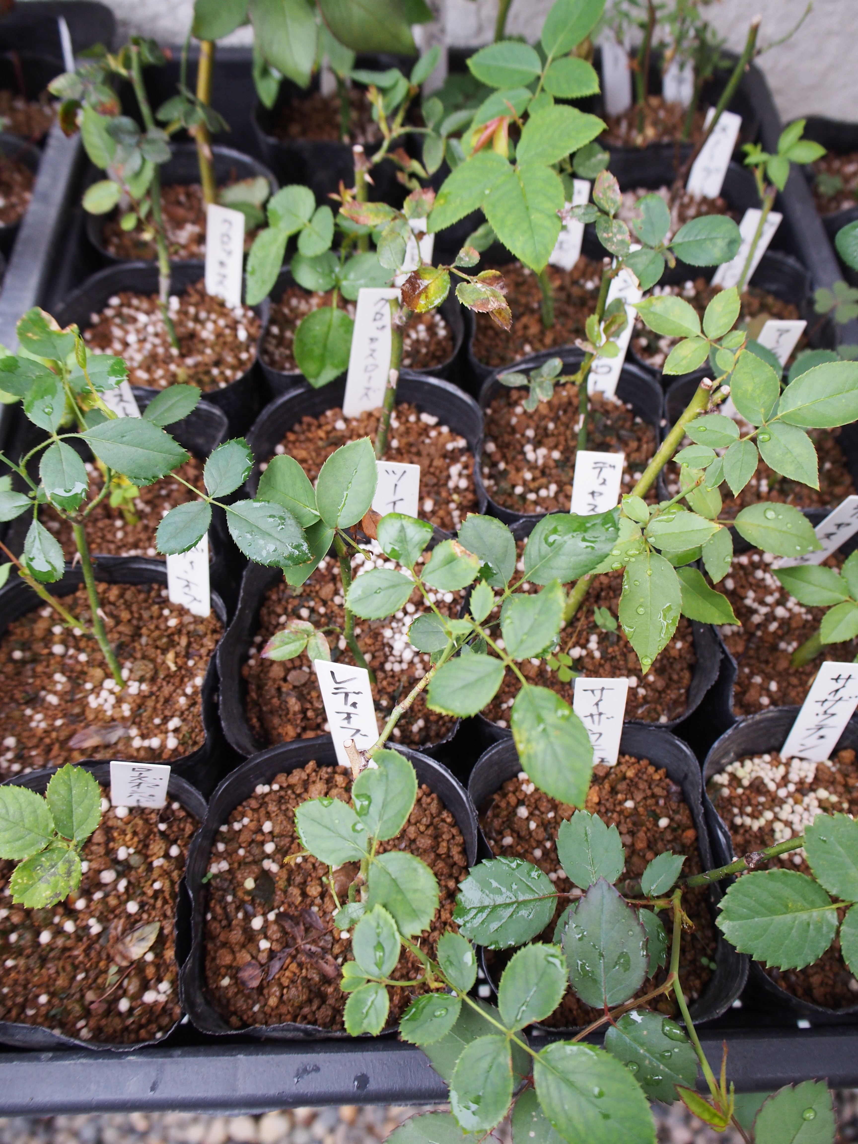 今日は挿し木のイングリッシュローズを 薔薇の香りに誘われて
