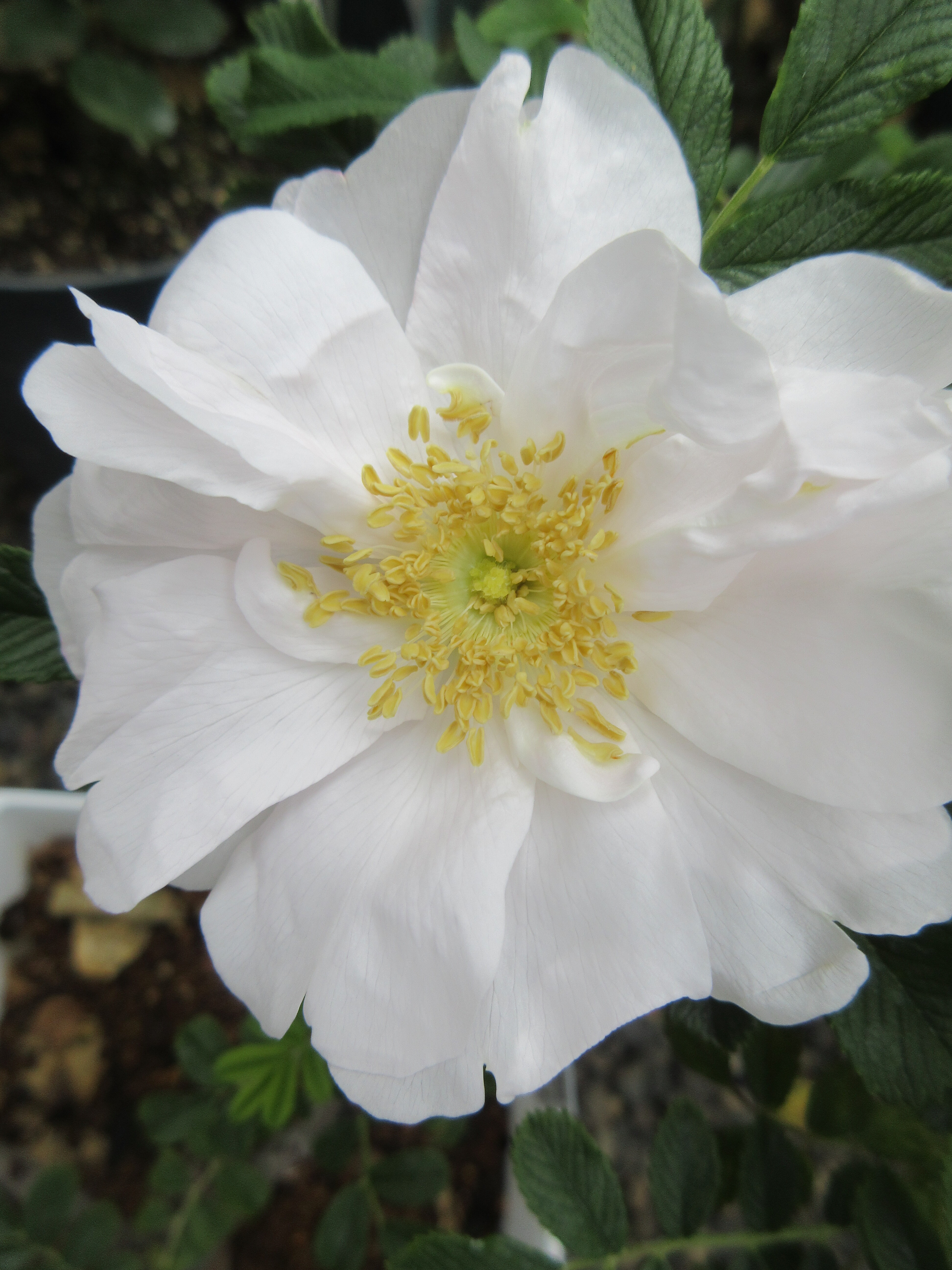 いいコラボをするバラ 今日開花したのはヘンリー ハドソン 薔薇の香りに誘われて いいコラボをするバラ 今日開花したのはヘンリー ハドソン 薔薇の香りに誘われて