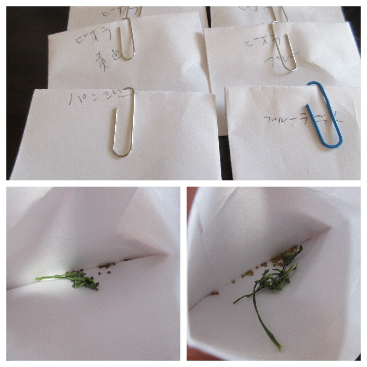 パンジーとビオラの種取り バラの蕾 薔薇の香りに誘われて