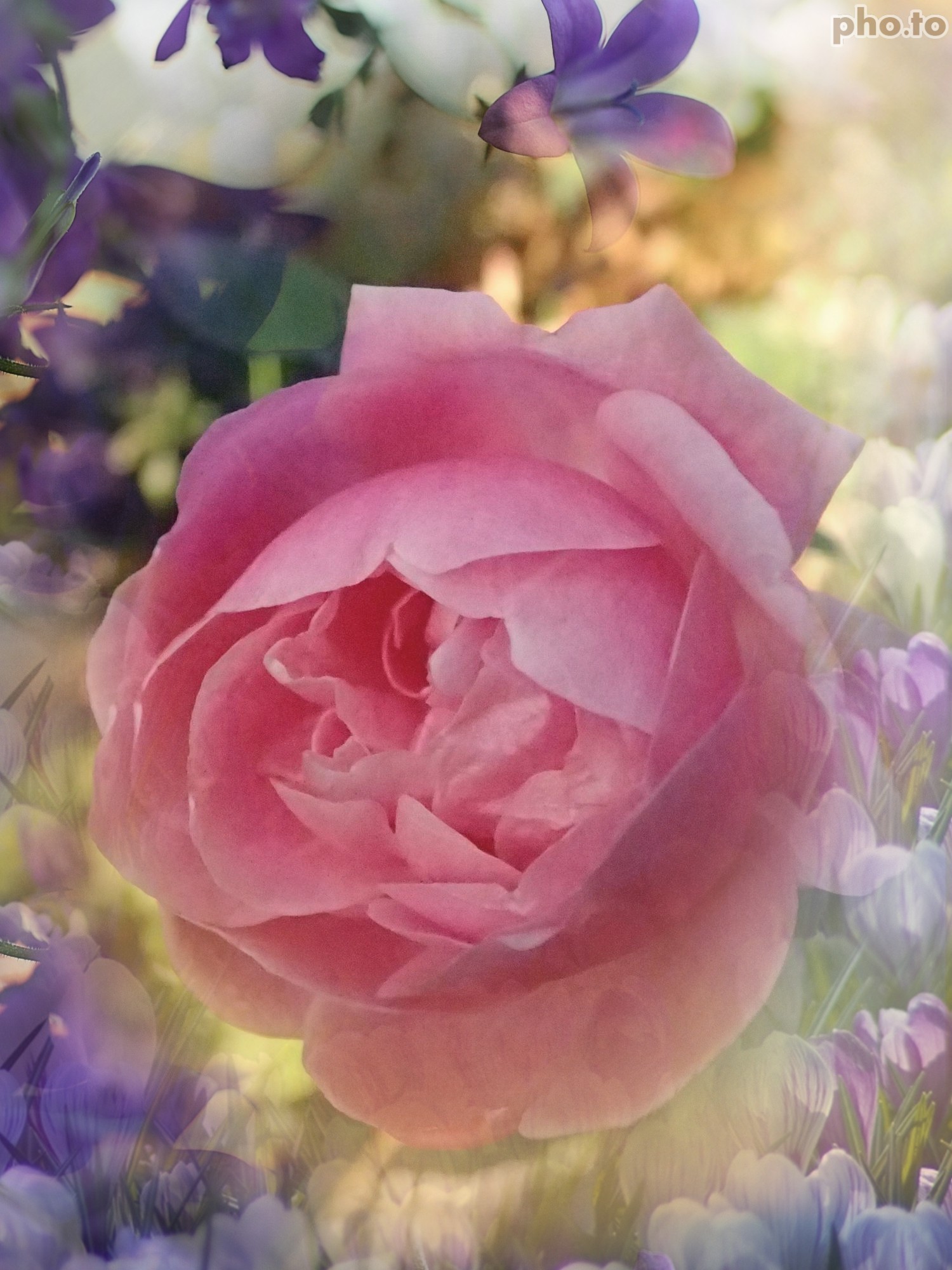 数少ない開花のバラ エルモサ 美しく咲きそうな予感 アルシデュック ジョセフ 薔薇の香りに誘われて 数少ない開花のバラ エルモサ 美しく咲きそうな予感 アルシデュック ジョセフ 薔薇の香りに誘われて