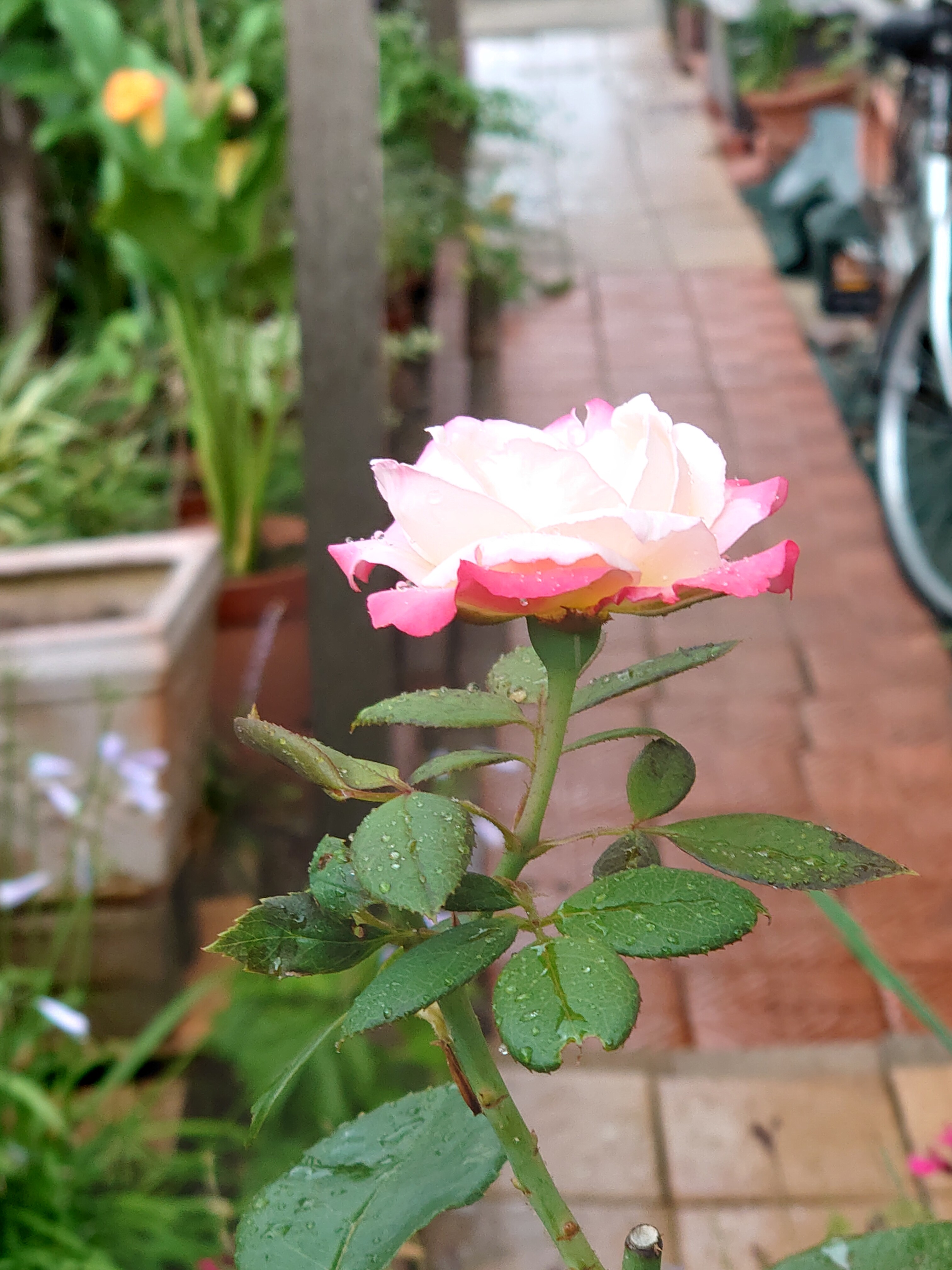 ノスタルジー 庭仕事 初収穫 今日の一句 薔薇の香りに誘われて
