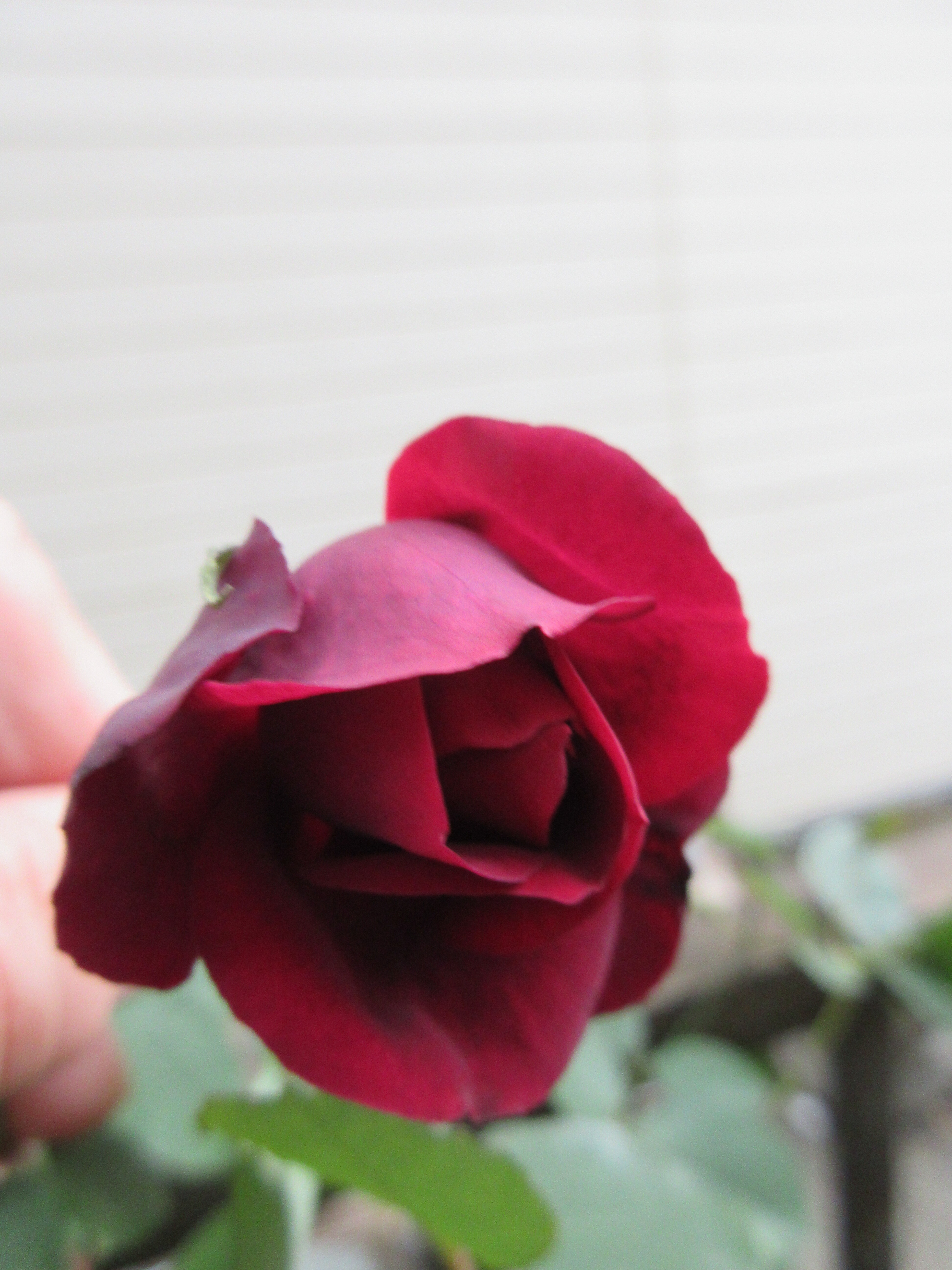 粉粧楼とルイ14世 クリスマスローズの初蕾 薔薇の香りに誘われて 粉粧楼とルイ14世 クリスマスローズの初蕾 薔薇の香りに誘われて