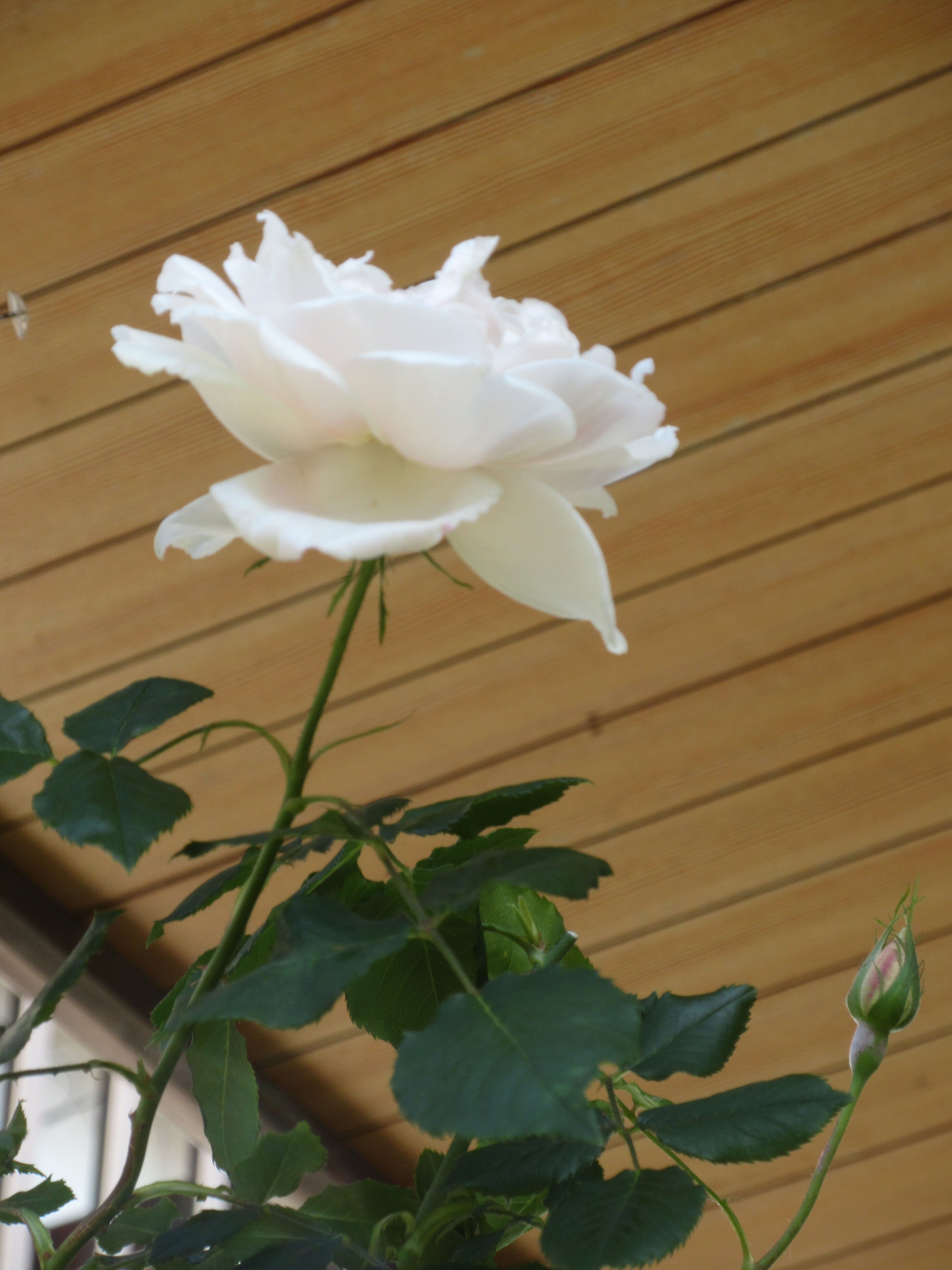 開花が始まったバラたち もうすぐ開花の蕾たち 薔薇の香りに誘われて
