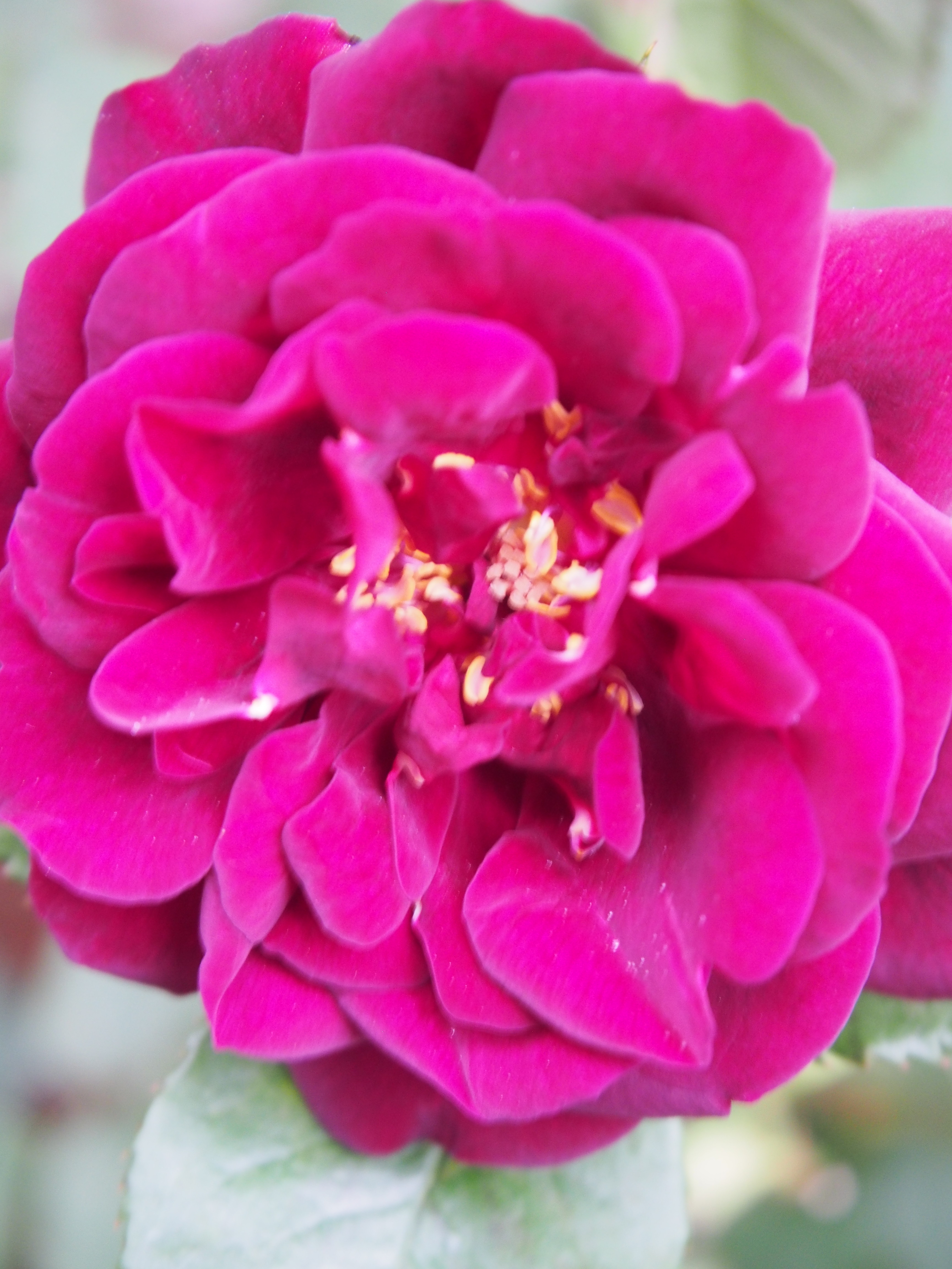 もうすぐ開花です バラ物語 ルイ14世 薔薇の香りに誘われて