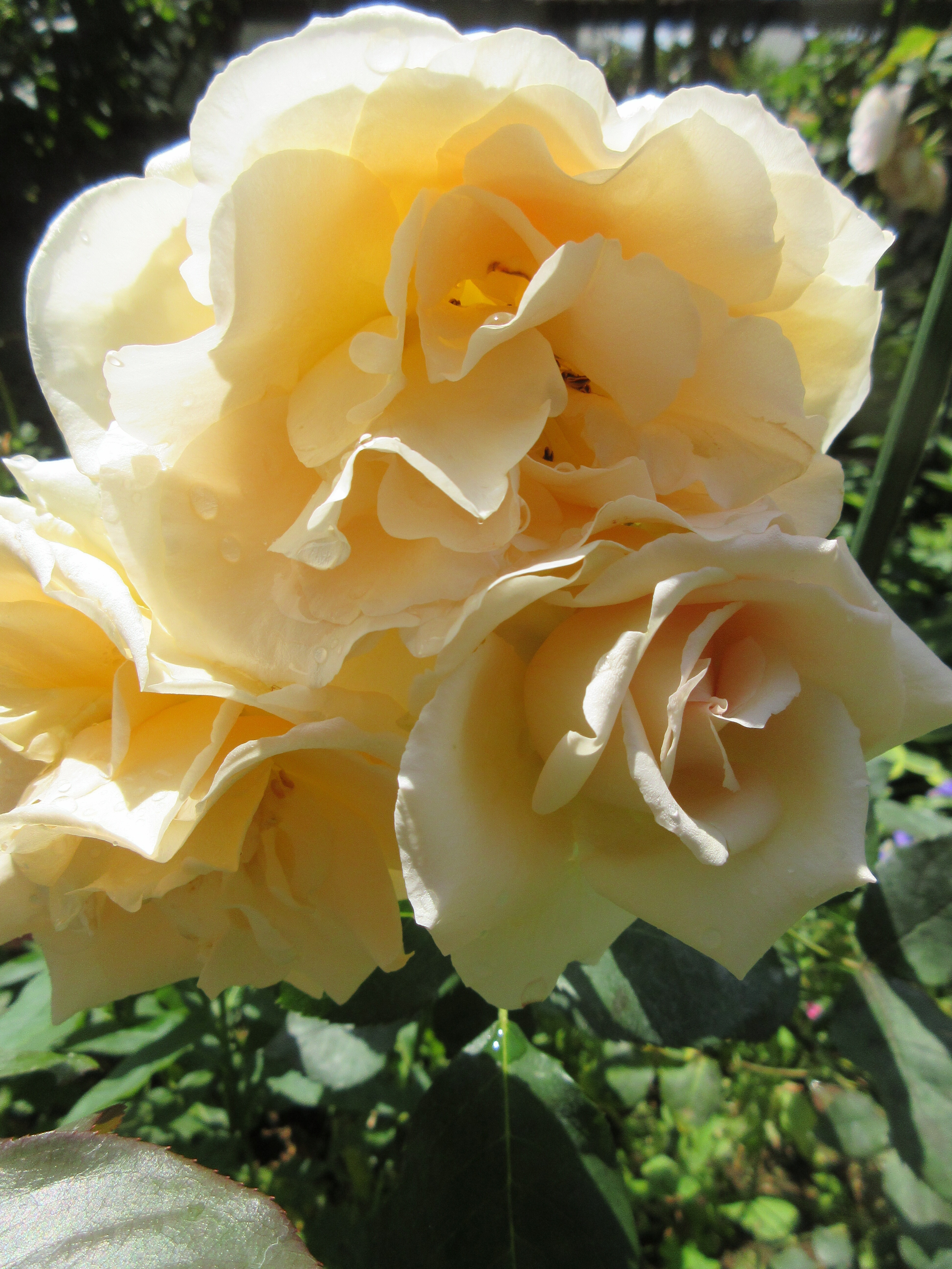 いいコラボをするバラ 今日開花したのはヘンリー ハドソン 薔薇の香りに誘われて いいコラボをするバラ 今日開花したのはヘンリー ハドソン 薔薇の香りに誘われて