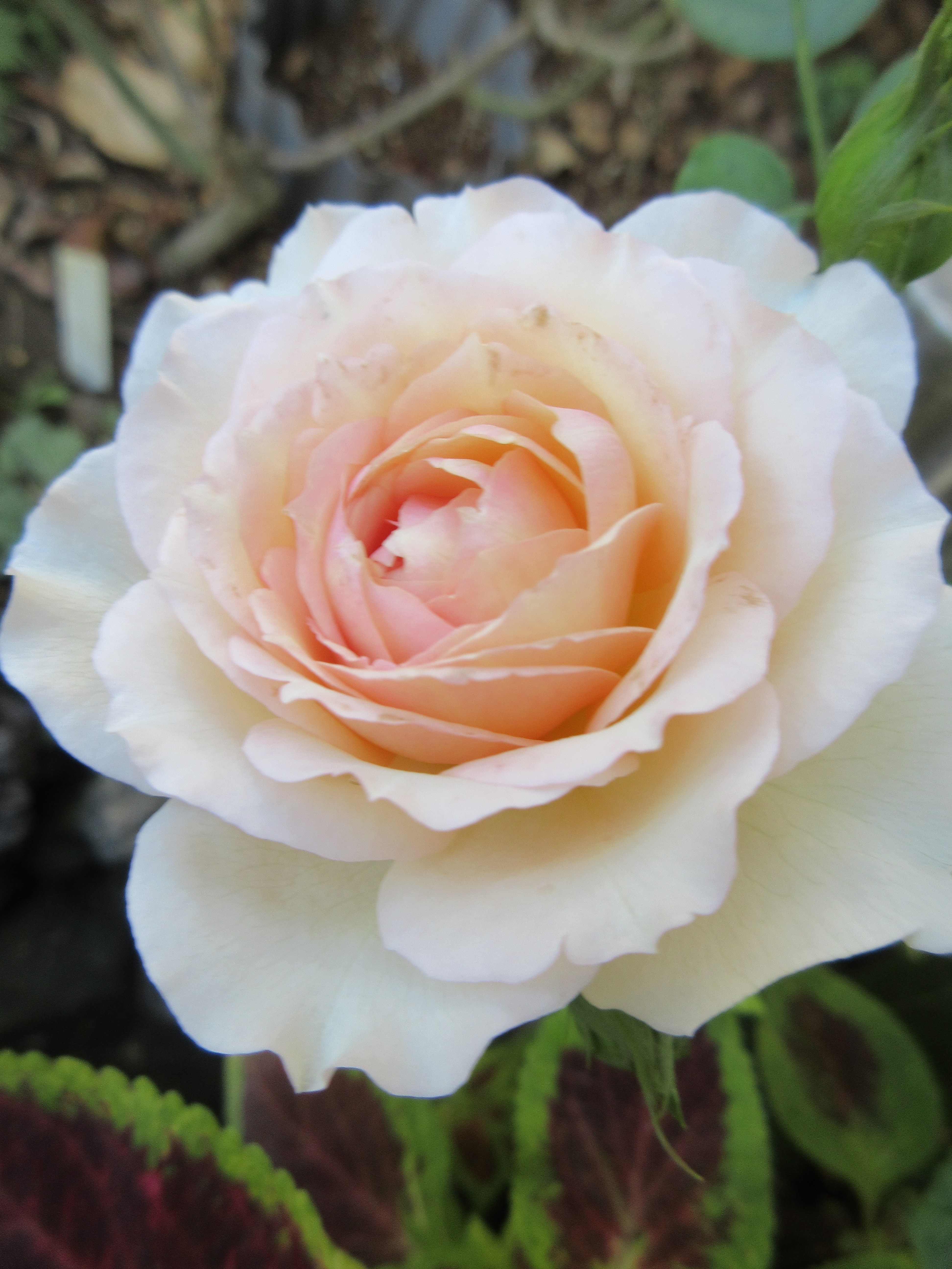 玄関わきの花壇ではシュクレとダフネ お庭のほうではピンクキャット 薔薇の香りに誘われて 玄関わきの花壇ではシュクレとダフネ お庭のほうではピンクキャット 薔薇の香りに誘われて