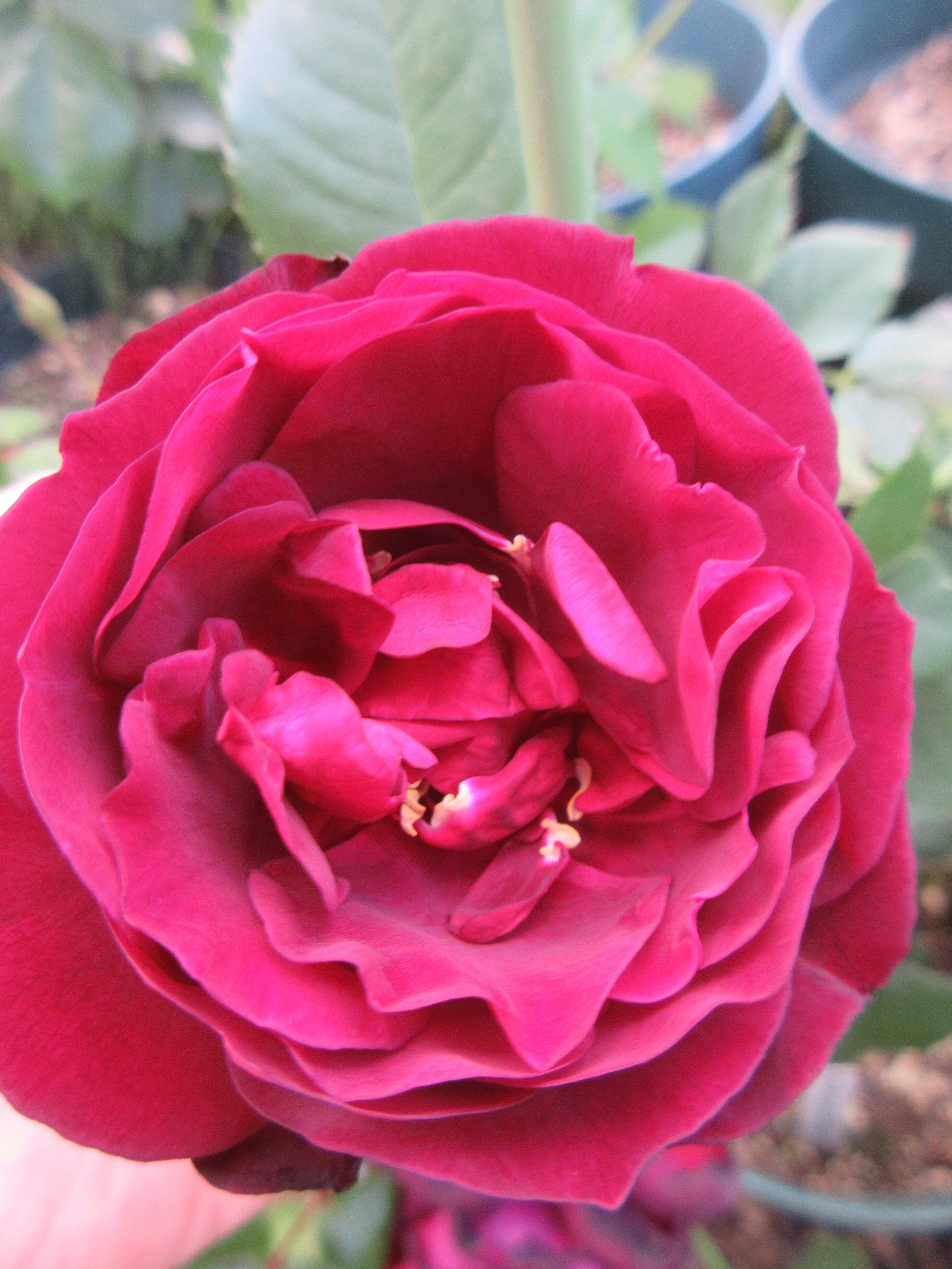 ノスタルジーの剪定 春の開花no 9 No 13 薔薇の香りに誘われて