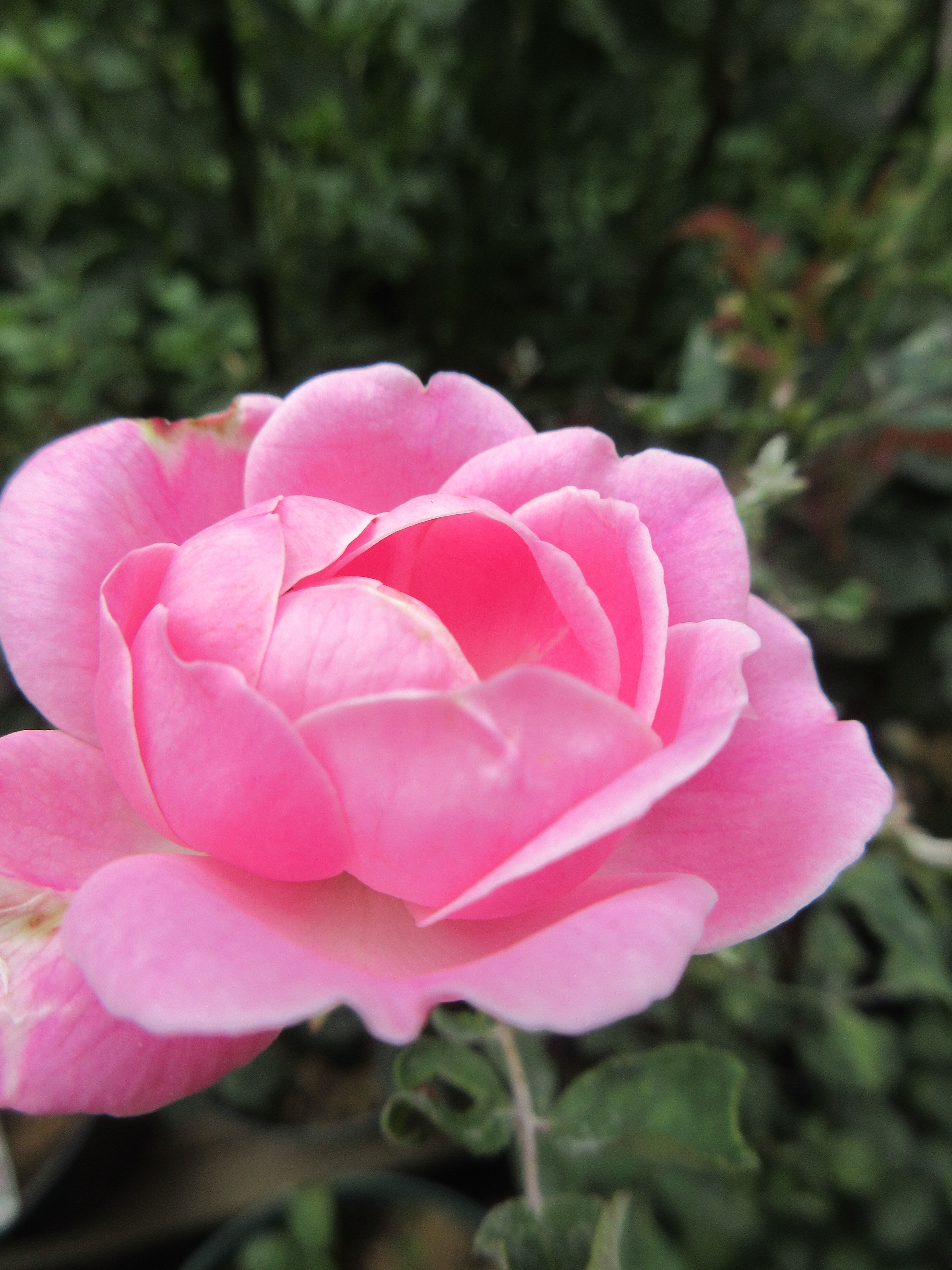 エルモサとジュリア 春のバラ No 5 エルモサ 薔薇の香りに誘われて