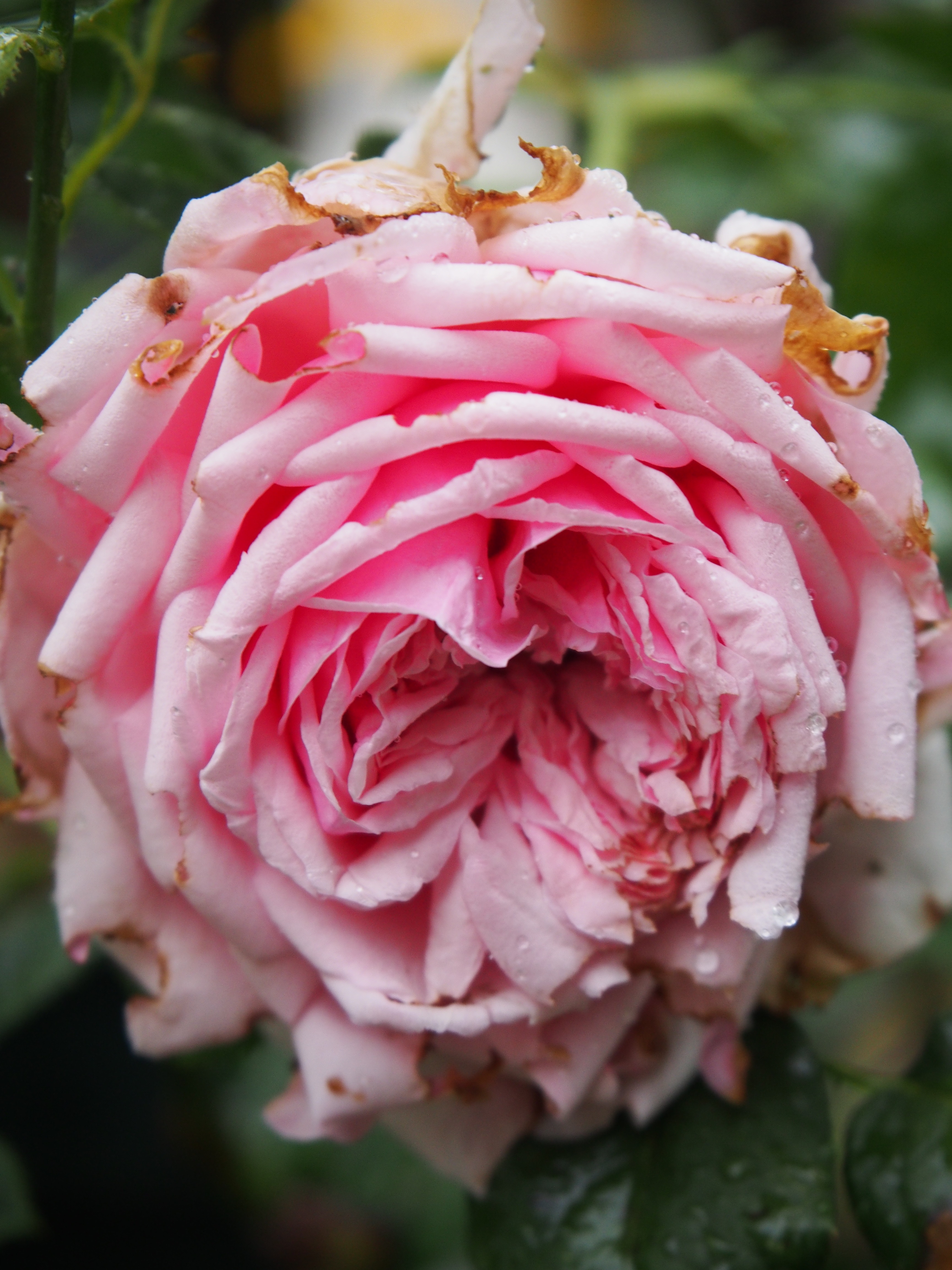 枯れたバラとまだ開花していないバラ 今咲いているバラ 薔薇の香りに誘われて 枯れたバラとまだ開花していないバラ 今咲いているバラ 薔薇の香りに誘われて