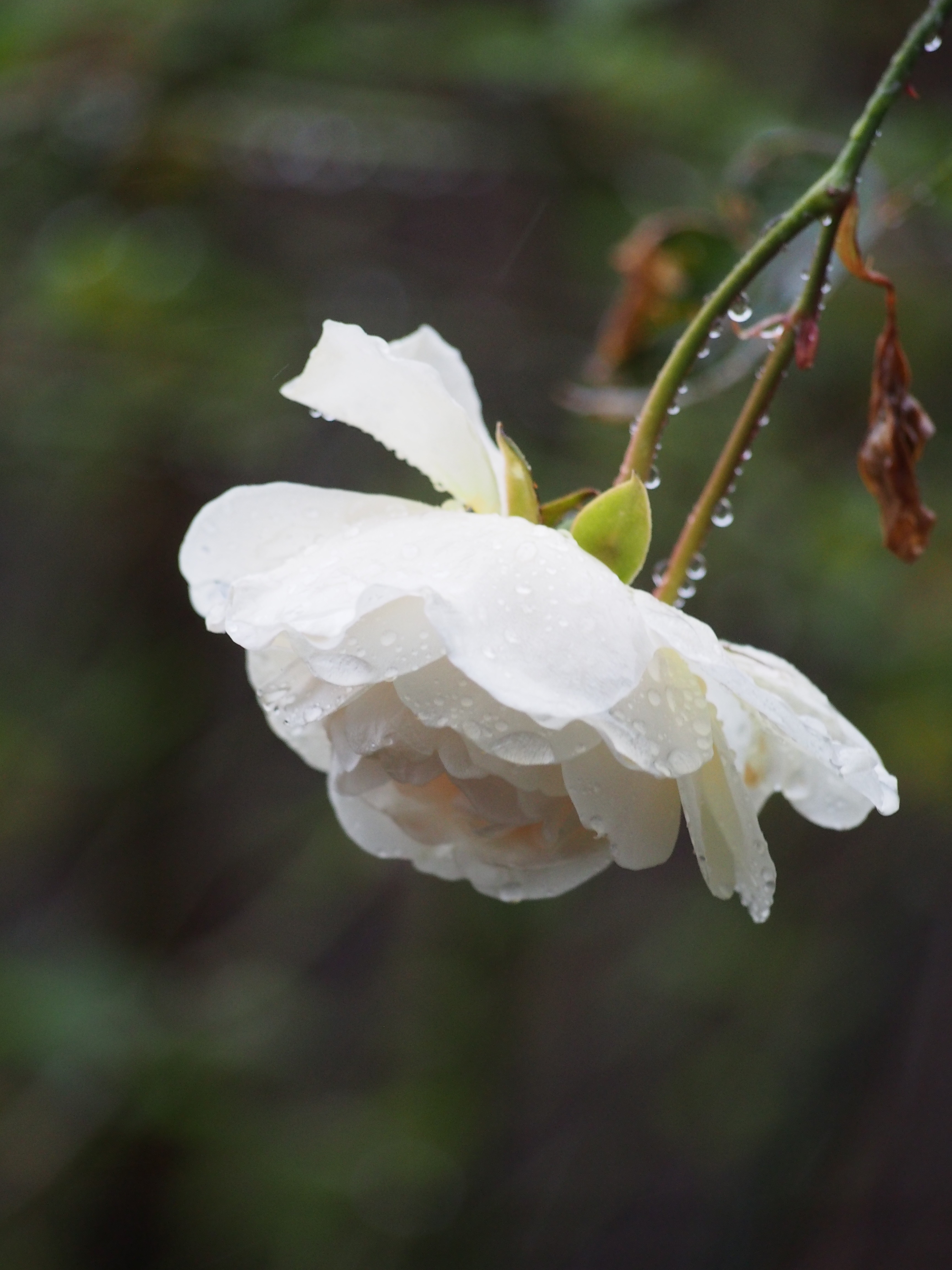 雨で首を垂れるバラたち 亀山湖での紅葉狩りクルージング 薔薇の香りに誘われて