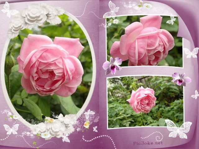 可憐なエルモサ 薔薇の香りに誘われて 可憐なエルモサ 薔薇の香りに誘われて