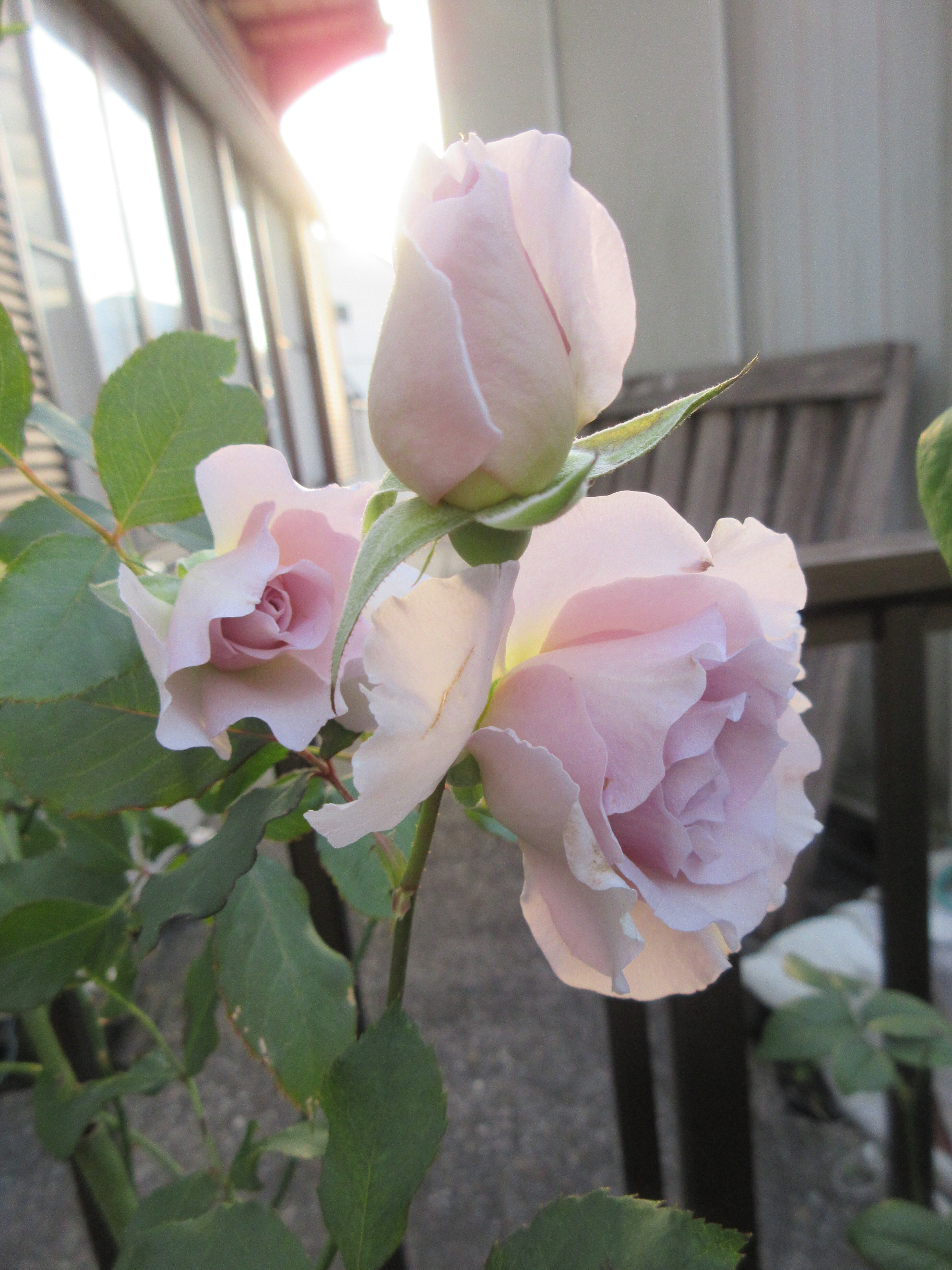 今朝の空 寄せ植え3鉢と地植え ニューウェーブとエルモサ 薔薇の香りに誘われて 今朝の空 寄せ植え3鉢と地植え ニューウェーブとエルモサ 薔薇の香りに誘われて