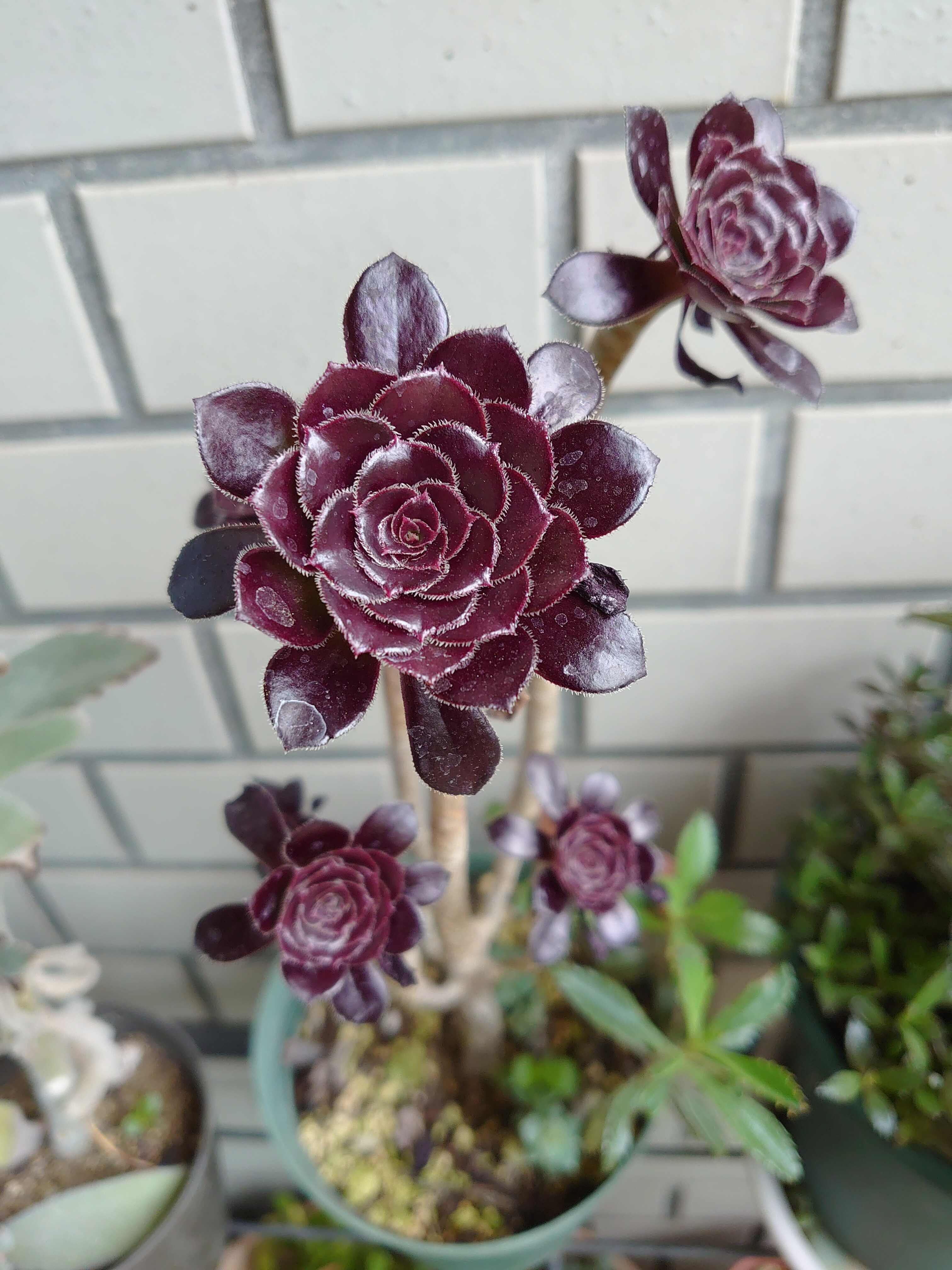 多肉植物 バラの様子 薔薇の香りに誘われて