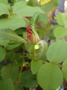 ブラインドの切り戻し もうすぐ開花するバラたち 5月のバラ仕事 薔薇の香りに誘われて ブラインドの切り戻し もうすぐ開花するバラたち 5月のバラ仕事 薔薇の香りに誘われて