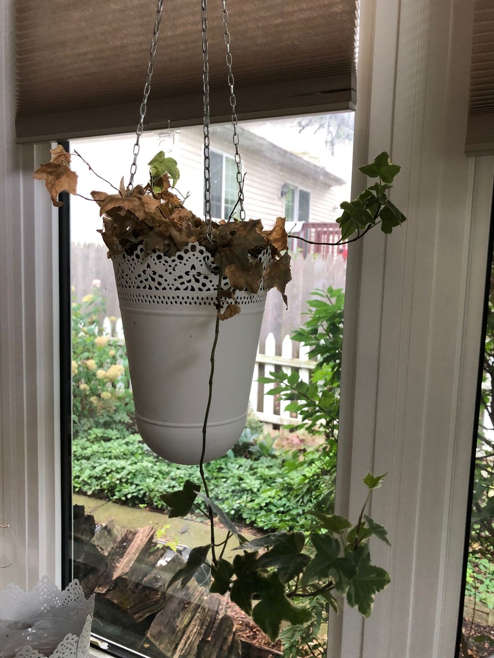 ポーチュラカの切り戻し ミルトスの木かげで