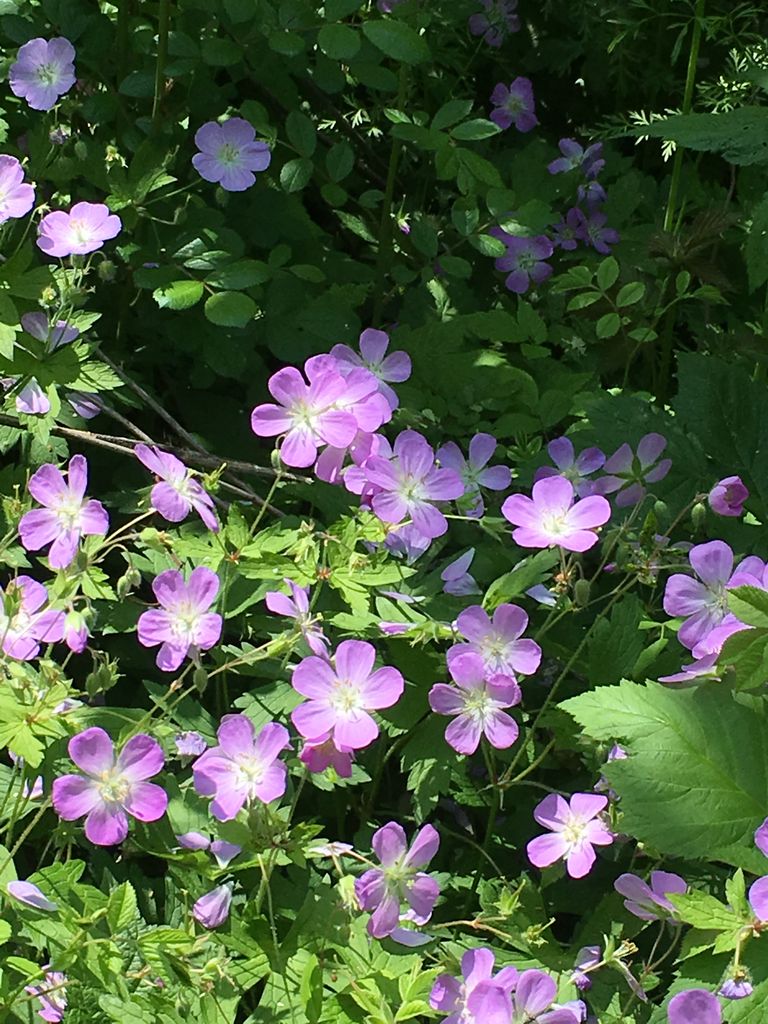 レクツィオ ディビナ ミルトスの木かげで