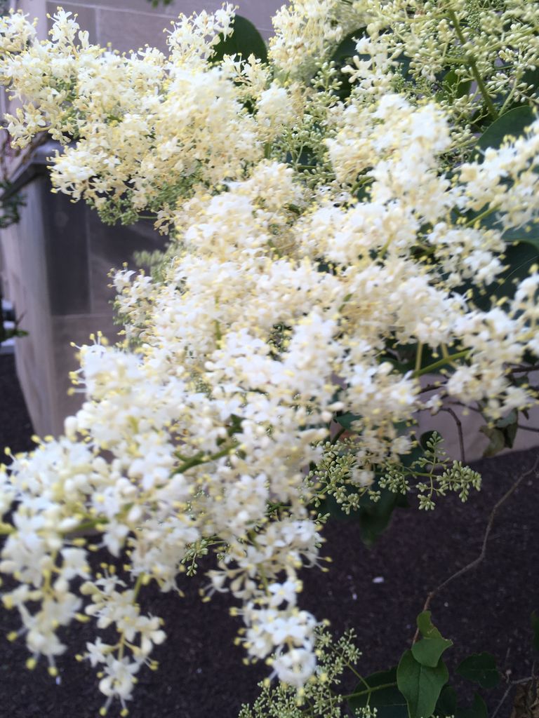 サナギの中のドロドロ ミルトスの木かげで