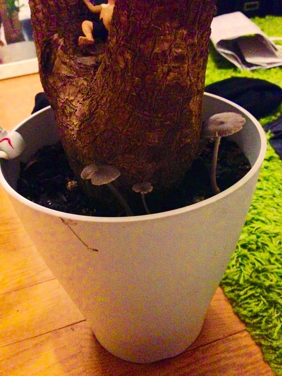 観葉植物にきのこ 初めての観葉植物life 観葉植物にきのこ 初めての観葉植物life