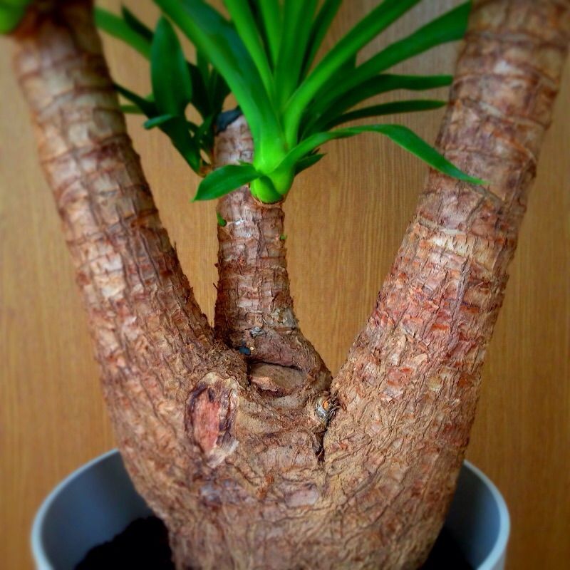 ユッカについて : 初めての観葉植物LIFE