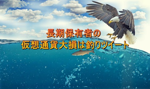 white-tailed-eagle-2015098_1280