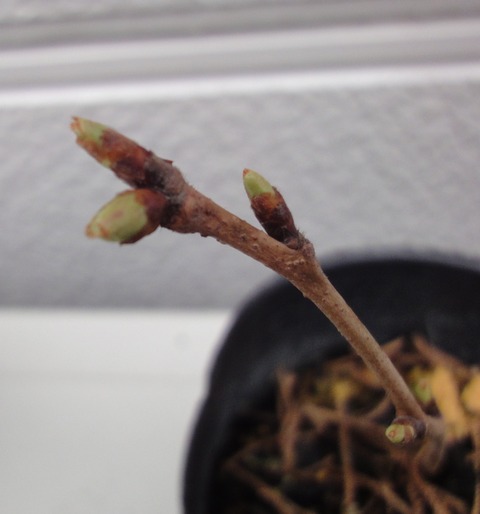 桜の挿し木 : 粟野真弘のblog