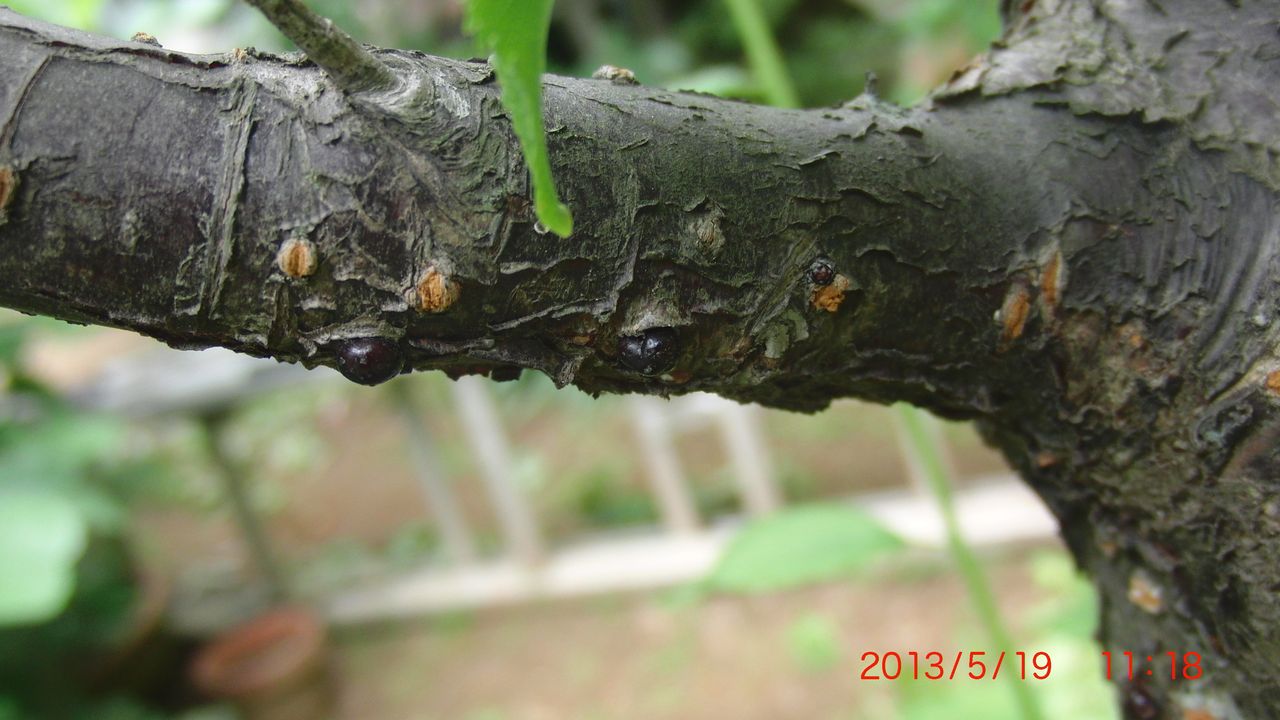 13年5月19日 日 晴のち曇り 夜雨 梅の害虫とブラックベリーの花 もも日記2 13年5月19日 日 晴のち曇り 夜雨 梅の害虫とブラックベリーの花 もも日記2
