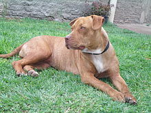 220px-American_Pitbull_001