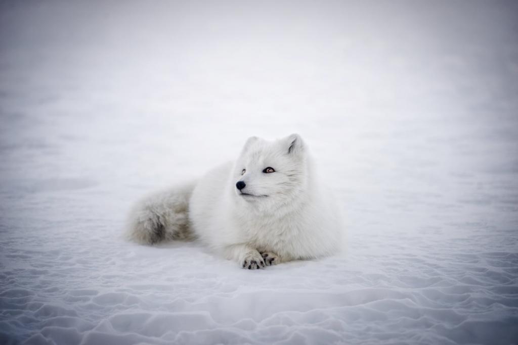 アイスランド ホッキョクギツネ 白い壁紙の表面い動物 野生動物 かわいい 雪 冬 高精細画像 材料入力します 壁紙