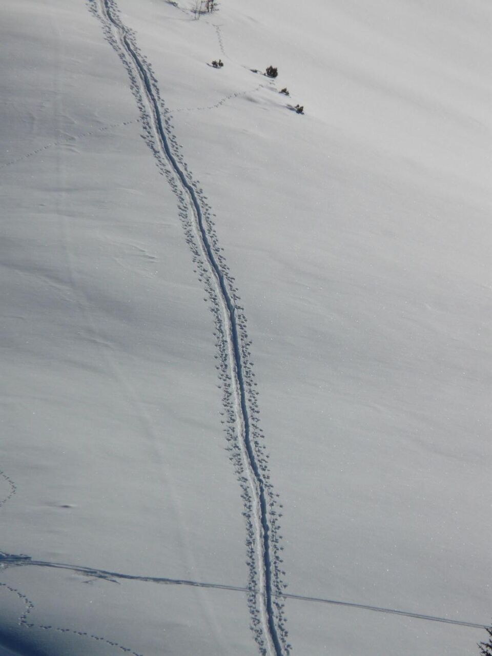 天使の壁紙冬 雪 深い雪 粉の雪 動物のトラック 高精細画像 トラッキング追跡 材料を入力します 壁紙