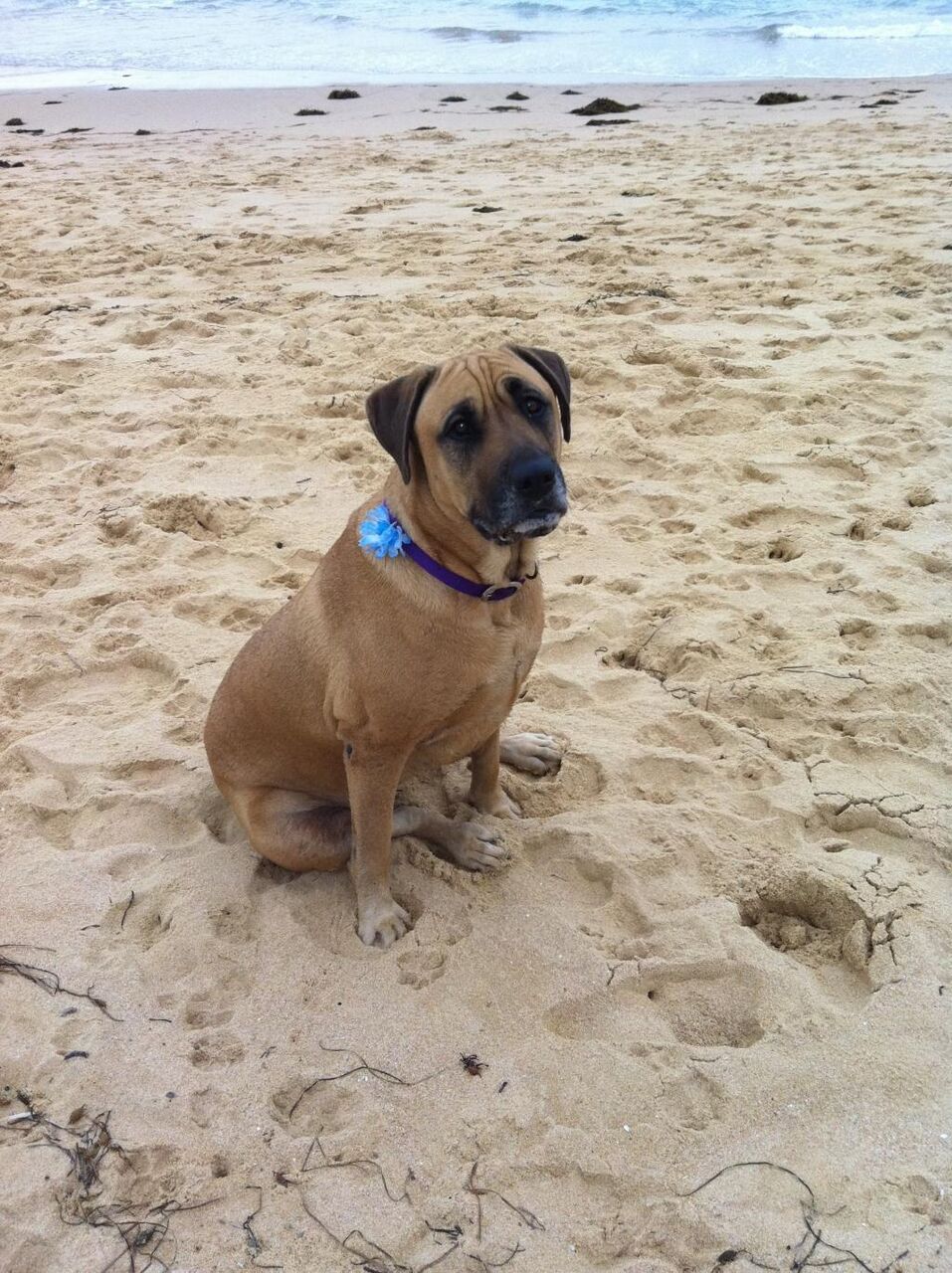 悲しい犬 海のビーチの壁紙ビデオゲームniルソー 高精細画像は 犬 ペット Xieliハイビーチに座って 材料を入力します 壁紙
