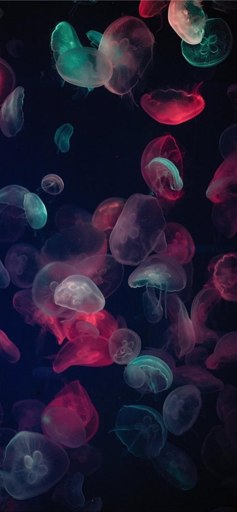 色クラゲ深海ライブ壁紙アniメファンタジーの写真 ロック画面の画像 Hdモバイル壁紙 動物 壁紙
