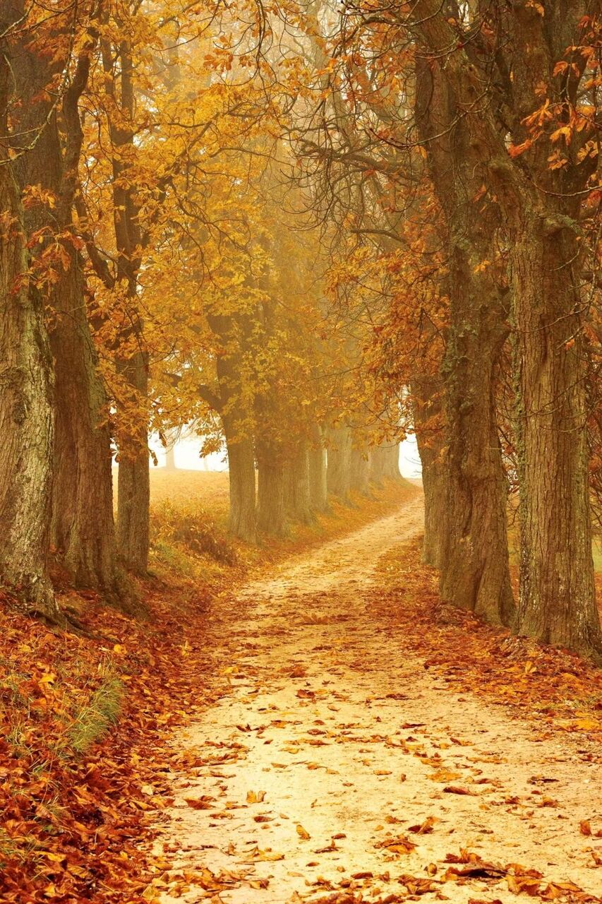 秋の気分 壁紙動物が行く 森 霧 秋 葉 自然 高精細の画像は 材料を入力します 壁紙